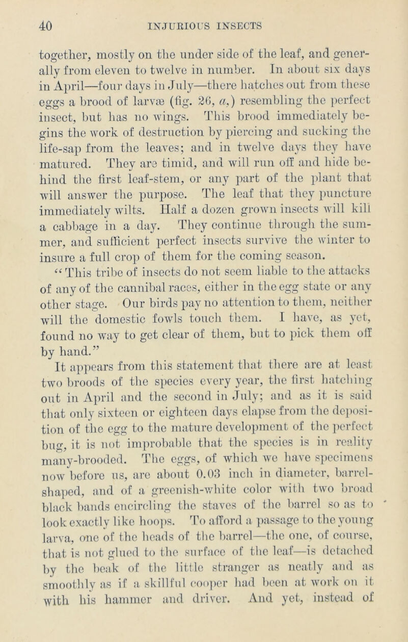 together, mostly on the under side of the leaf, and gener- ally from eleven to twelve in number. In about six days in April—four days in July—there hatches out from these eggs a brood of larvae (fig. 2G, a,) resembling the perfect insect, but has no wings. This brood immediately be- gins the work of destruction by piercing and sucking the life-sap from the leaves; and in twelve days they have matured. They are timid, and will run off and hide be- hind the first leaf-stem, or any part of the plant that will answer the purpose. The leaf that they puncture immediately wilts. Half a dozen grown insects will kill a cabbage in a day. They continue through the sum- mer, and sufficient perfect insects survive the winter to insure a full crop of them for the coming season. “ This tribe of insects do not seem liable to the attacks of any of the cannibal races, either in the egg state or any other stage. Our birds pay no attention to them, neither will the domestic fowls touch them. I have, as yet, found no way to get clear of them, but to pick them off by hand.” It appears from this statement that there are at least two broods of the species every year, the first hatching out in April and the second in July; and as it is said that only sixteen or eighteen days elapse from the deposi- tion of the egg to the mature development of the perfect bug, it is not improbable that the species is in reality many-brooded. The eggs, of which we have specimens now before us, are about 0.03 inch in diameter, barrel- shaped, and of a greenish-white color with two broad black bands encircling the staves of the barrel so as to look exactly like hoops. To afford a passage to the young larva, one of the heads of the barrel—the one, of course, that is not glued to the surface of the leaf—is detached by the beak of the little stranger as neatly and as smoothly as if a skillful cooper had been at work on it with his hammer and driver. And yet, instead of