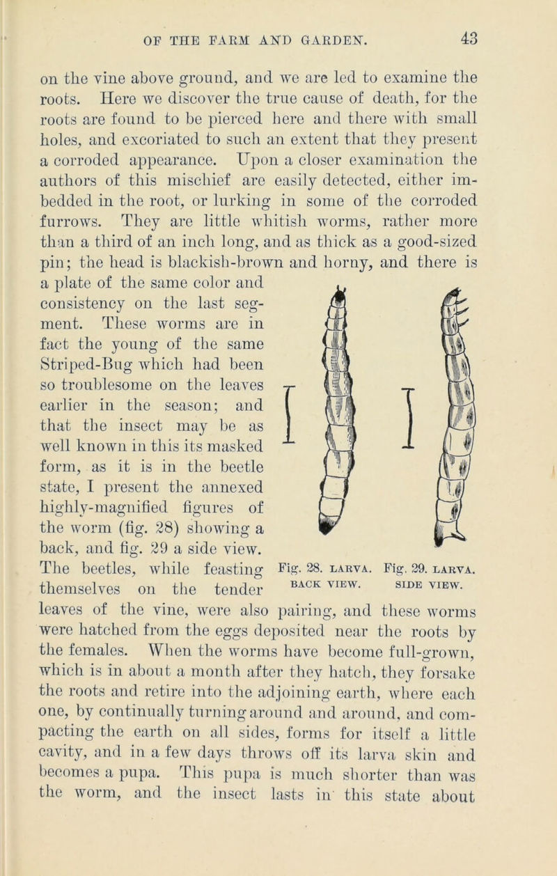 on the vine above ground, and we are led to examine the roots. Here we discover the true cause of death, for the roots are found to be pierced here and there with small holes, and excoriated to such an extent that they present a corroded appearance. Upon a closer examination the authors of this mischief are easily detected, either im- bedded in the root, or lurking in some of the corroded furrows. They are little whitish worms, rather more than a third of an inch long, and as thick as a good-sized pin; the head is blackish-brown and horny, and there is a plate of the same color and consistency on the last seg- ment. These worms are in fact the young of the same Striped-Bug which had been so troublesome on the leaves earlier in the season; and that the insect may be as well known in this its masked form, as it is in the beetle state, I present the annexed I highlv-magnified figures of Fig. 28. LARVA. BACK VIEW. Fig. 29. LARVA. SIDE VIEW. the worm (fig. 28) showing a back, and fig. 29 a side view. The beetles, while feasting themselves on the tender leaves of the vine, were also were hatched from the eggs deposited near the roots by the females. When the worms have become full-grown, which is in about a month after they hatch, they forsake pairing, and these worms the roots and retire into the adjoining earth, where each one, by continually turning around and around, and com- pacting the earth on all sides, forms for itself a little cavity, and in a few days throws off its larva skin and becomes a pupa. This pupa is much shorter than was the worm, and the insect lasts in this state about