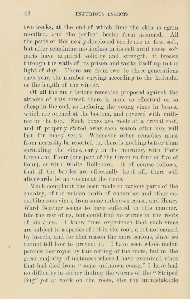 two weeks, at the end of which time the skin is again moulted, and the perfect beetle form assumed. All the parts of this newly-developed beetle are at first soft, but after remaining motionless in its cell until these soft parts have acquired solidity and strength, it breaks through the walls of its prison and works itself up to the light of day. There are from two to three generations each year, the number varying according to the latitude, or the length of the winter. Of all the multifarious remedies proposed against the attacks of this insect, there is none so effectual or so cheap in the end, as inclosing the young vines in boxes, which are opened at the bottom, and covered with milli- net on the top. Such boxes are made at a trivial cost, and if properly stored away each season after use, will last for many years. Whenever other remedies must from necessity be resorted to, there is nothing better than sprinkling the vines, early in the morning, with Paris Green and Flour (one part of the Green to four or five of flour), or with White Hellebore. It of course follows, that if the beetles are effectually kept off, there will afterwards be no worms at the roots. Much complaint has been made in various parts of the country, of the sudden death of cucumber and other cu- curbitaceous vines, from some unknown cause, and Henry Ward Beecher seems to have suffered in this manner, like the rest of us, but could find no worms in the roots of his vines. I know from experience that such vines are subject to a species of rot in the root, a rot not caused by insects, and for that reason the more serious, since we cannot tell how to prevent it. I have seen whole melon patches destroyed by this rotting of the roots, but in the great majority of instances where I have examined vines that had died from “some unknown cause,” l have had no difficulty in either finding the worms of the “ Striped Bug” yet at work on the roots, else the unmistakable