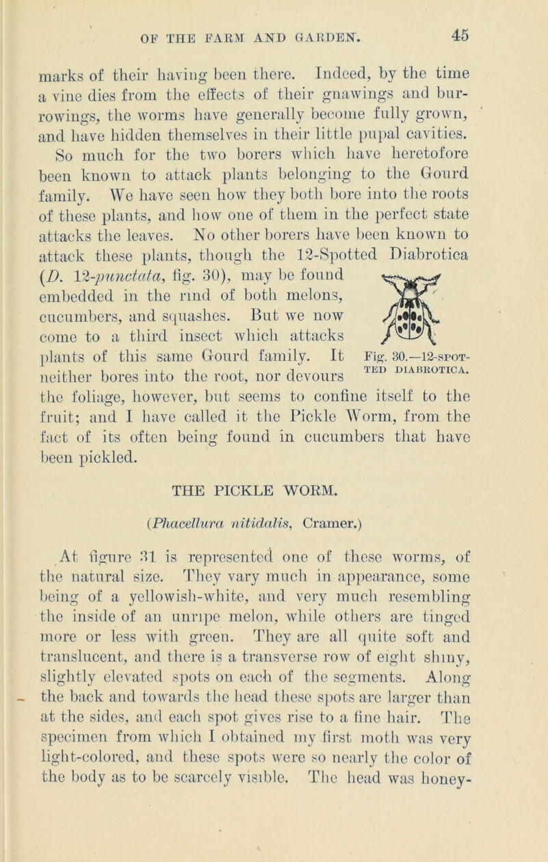 marks of their having been there. Indeed, by the time a vine dies from the effects of their gnawings and bur- rowings, the worms have generally become fully grown, and have hidden themselves in their little pupal cavities. So much for the two borers which have heretofore been known to attack plants belonging to the Gourd family. We have seen how they both bore into the roots of these plants, and how one of them in the perfect state attacks the leaves. No other borers have been known to attack these plants, though the 12-Spotted Diabrotica (D. 12-'punctata, fig. 30), may be found embedded in the rind of both melons, cucumbers, and squashes. But we now come to a third insect which attacks plants of this same Gourd family. It neither bores into the root, nor devours the foliage, however, but seems to confine itself to the fruit; and I have called it the Pickle Worm, from the fact of its often being found in cucumbers that have been pickled. Fig. 30.—12-spot- TED DIAHKOTICA. THE PICKLE WORM. (Phacellurci nitidalis, Cramer.) At figure 31 is represented one of these worms, of the natural size. They vary much in appearance, some being of a yellowish-white, and very much resembling the inside of an unripe melon, while others are tinged more or less with green. They are all quite soft and translucent, and there is a transverse row of eight shiny, slightly elevated spots on each of the segments. Along the back and towards the head these spots are larger than at the sides, and each spot gives rise to a fine hair. The specimen from which I obtained my first moth was very light-colored, and these spots were so nearly the color of the body as to be scarcely visible. The head was honey-