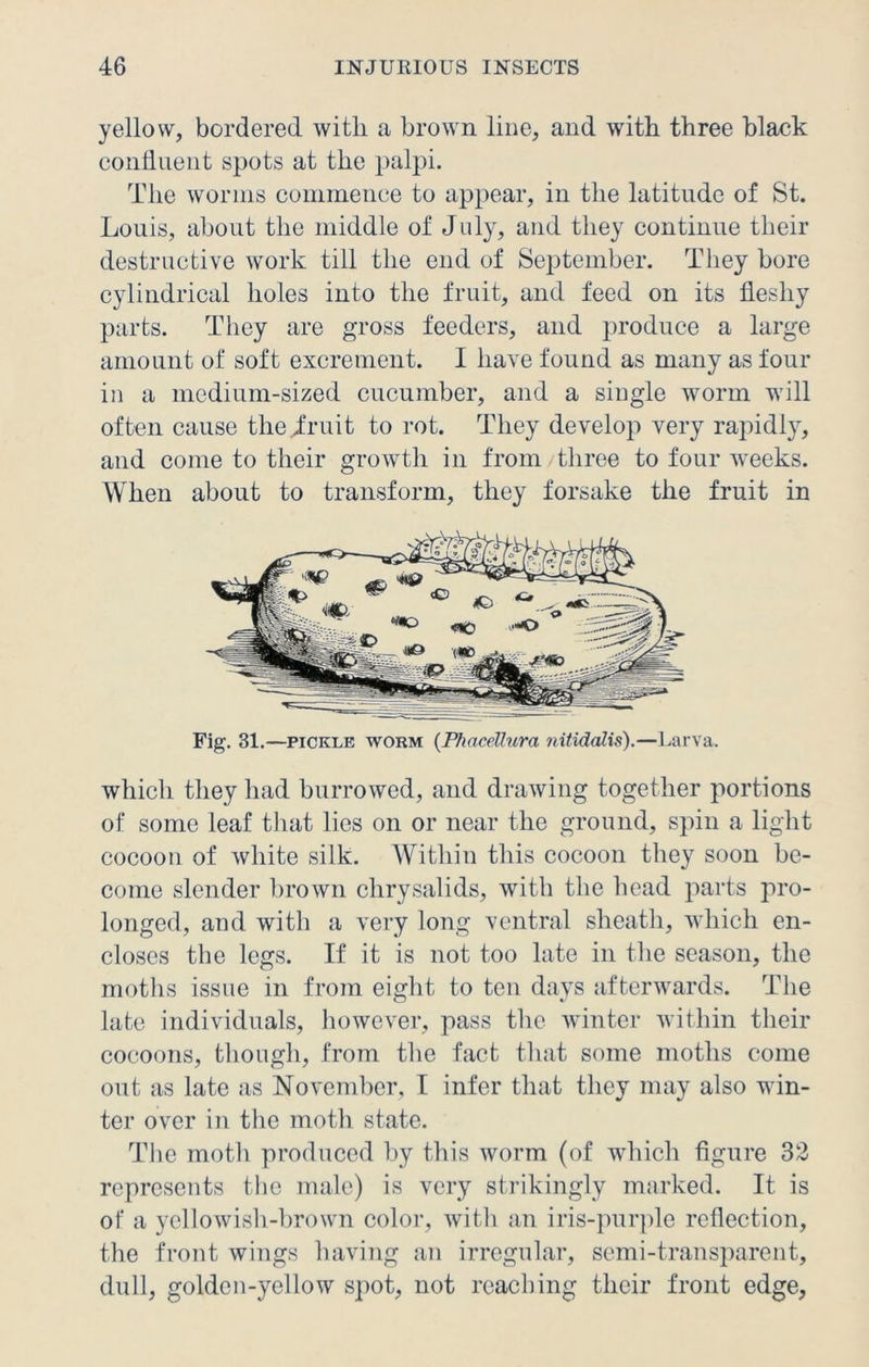 yellow, bordered with a brown line, and with three black confluent spots at the palpi. The worms commence to appear, in the latitude of St. Louis, about the middle of July, and they continue their destructive work till the end of September. They bore cylindrical holes into the fruit, and feed on its fleshy parts. They are gross feeders, and produce a large amount of soft excrement. I have found as many as four in a medium-sized cucumber, and a single worm will often cause the .fruit to rot. They develop very rapidly, and come to their growth in from three to four weeks. When about to transform, they forsake the fruit in Fig. 31.—pickle worm (Phacellura nitidalis).—Larva. which they had burrowed, and drawing together portions of some leaf that lies on or near the ground, spin a light cocoon of white silk. Within this cocoon they soon be- come slender brown chrysalids, with the head parts pro- longed, and with a very long ventral sheath, which en- closes the legs. If it is not too late in the season, the moths issue in from eight to ten days afterwards. The late individuals, however, pass the winter within their cocoons, though, from the fact that some moths come out as late as November, I infer that they may also win- ter over in the moth state. The moth produced by this worm (of which figure 32 represents the male) is very strikingly marked. It is of a yellowish-brown color, with an iris-purple reflection, the front wings having an irregular, semi-transparent, dull, golden-yellow spot, not reaching their front edge,