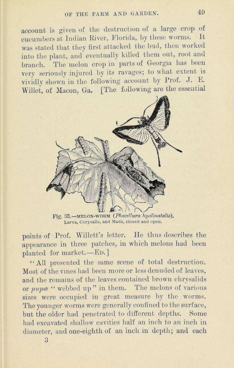 account is given of the destruction of a large crop of cucumbers at Indian River, Florida, by these worms. It was stated that they first attacked the bud, then worked into the plant, and eventually killed them out, root and branch. The melon crop in parts of Georgia has been very seriously injured by its ravages; to what extent is vividly shown in the following account by Prof. J. F. Willet, of Macon, Ga. [The following are the essential Fig. 33.—melon-worm (Phacellura hyalinatalis). Larva, Chrysalis, and Motli, closed and open. points of Prof. Willett’s letter. He thus describes the appearance in three patches, in which melons had been planted for market.—Ed.] ‘‘ All presented the same scene of total destruction. Most of the vines had been more or less denuded of leaves, and the remains of the leaves contained brown chrysalids or pupa? “ webbed up ” in them. The melons of various sizes were occupied in great measure by the worms. The younger worms were generally confined to the surface, but the older had penetrated to different depths. Some had excavated shallow cavities half an inch to an inch in diameter, and one-eighth of an inch, in depth; and each 3