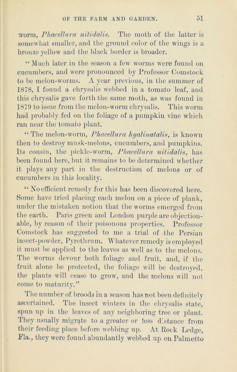 worm, Phacellura nitidalis. The moth of the hitter is somewhat smaller, and the ground color of the wings is a bronze yellow and the black border is broader. “ Much later in the season a few worms were found on cucumbers, and were pronounced by Professor Comstock to be melon-worms. A year previous, in the summer of 1878, I found a chrysalis webbed in a tomato leaf, and this chrysalis gave forth the same moth, as was found in 1879 to issue from the melon-worm chrysalis. This worm had probably fed on the foliage of a pumpkin vine which ran near the tomato plant. “The melon-worm, Phacellura hyalinatalis, is known then to destroy musk-melons, cucumbers, and pumpkins. Its cousin, the pickle-worm, Phacellura nitidalis, has been found here, but it remains to be determined whether it plays any part in the destruction of melons or of cucumbers in this locality. “ No efficient remedy for this has been discovered here. Some have tried placing each melon on a piece of plank, under the mistaken notion that the worms emerged from the earth. Paris green and London purple are objection- able, by reason of their poisonous properties. Professor Comstock has suggested to me a trial of the Persian insect-powder, Pyreth rum. Whatever remedy is employed it must be applied to the leaves as well as to the melons. The worms devour both foliage and fruit, and, if the fruit alone be protected, the foliage will be destroyed, the plants will cease to grow, and the melons will not come to maturity.” The number of broods in a season has not been definitely ascertained. The insect winters in the chrysalis state, spun up in the leaves of any neighboring tree or plant. They usually migrate to a greater or less distance from their feeding place before webbing up. At Rock Ledge, Fla., they were found abundantly webbed up on Palmetto