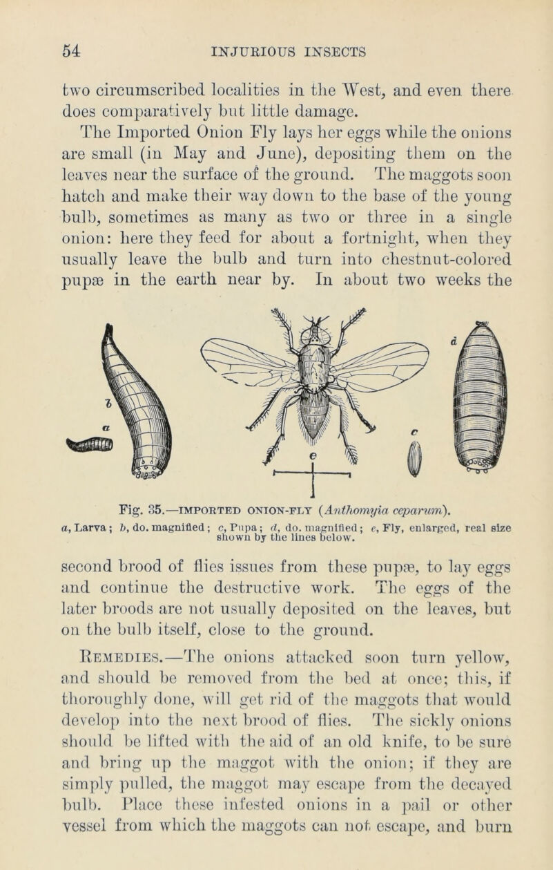 two circumscribed localities in the West, and even there does comparatively but little damage. The Imported Onion Fly lays her eggs while the onions are small (in May and June), depositing them on the leaves near the surface of the ground. The maggots soon hatch and make their way down to the base of the young bulb, sometimes as many as twro or three in a single onion: here they feed for about a fortnight, when they usually leave the bulb and turn into chestnut-colored pupae in the earth near by. In about two weeks the * 1 Fig. 85.—imported onion-fly (Anthomyia cepamm). a, Larva; b, do. magnified ; c, Pupa; d, do. magnified; e, Fly, enlarged, real size shown by the lines below. second brood of Hies issues from these pupae, to lay eggs and continue the destructive work. The eggs of the later broods are not usually deposited on the leaves, but on the bulb itself, close to the ground. Remedies.—The onions attacked soon turn yellow, and should be removed from the bed at once; this, if thoroughly done, will get rid of the maggots that would develop into the next brood of flies. The sickly onions should lie lifted with the aid of an old knife, to be sure and bring up the maggot with the onion; if they are simply pulled, the maggot may escape from the decayed bulb. Place these infested onions in a pail or other vessel from which the maggots can not escape, and burn