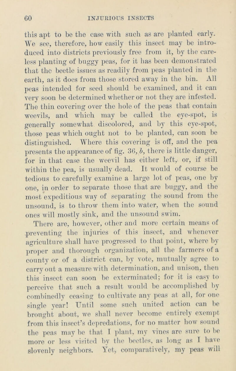 this apt to be the case with such as are planted early. We see, therefore, how easily this insect may be intro- duced into districts previously free from it, by the care- less planting of buggy peas, for it has been demonstrated that the beetle issues as readily from peas planted in the earth, as it does from those stored away in the bin. All peas intended for seed should be examined, and it can very soon be determined whether or not they are infested. The thin covering over tlie hole of the peas that contain weevils, and which may be called the eye-spot, is generally somewhat discolored, and by this eye-spot, those peas which ought not to be planted, can soon be distinguished. Where this covering is off, and the pea presents the appearance of fig. 36, b, there is little danger, for in that case the weevil has either lefty or, if still within the pea, is usually dead. It would of course be tedious to carefully examine a large lot of peas, one by one, in order to separate those that are buggy, and the most expeditious way of separating the sound from the unsound, is to throw them into water, when the sound ones will mostly sink, and the unsound swim. There are, however, other and more certain means of preventing the injuries of this insect, and whenever agriculture shall have progressed to that point, where by proper and thorough organization, all the farmers of a county or of a district can, by vote, mutually agree to carryout a measure with determination, and unison, then this insect can soon be exterminated; for it is easy to perceive that such a result would be accomplished by combinedly ceasing to cultivate any peas at all, for one single year! Until some such united action can be brought about, we shall never become entirely exempt from this insect’s depredations, for no matter how sound the peas may be that I plant, my vines are sure to be more or less visited by the beetles, as long as I have slovenly neighbors. Yet, comparatively, my peas will