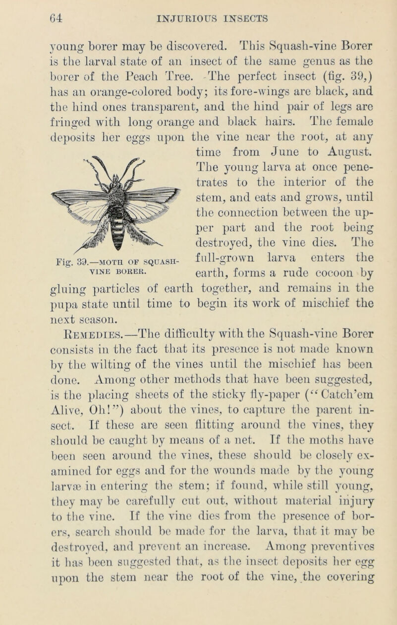 Fig. 39.—MOTH OF SQUASH- VINE BORER. young borer may be discovered. This Squash-vine Borer is the larval state of an insect of the same genus as the borer of the Peacli Tree. The perfect insect (tig. 39,) has an orange-colored body; its fore-wings are black, and the hind ones transparent, and the hind pair of legs are fringed with long orange and black hairs. The female deposits her eggs upon the vine near the root, at any time from June to August. The young larva at once pene- trates to the interior of the stem, and eats and grows, until the connection between the up- per part and the root being destroyed, the vine dies. The full-grown larva enters the earth, forms a rude cocoon by gluing particles of earth together, and remains in the pupa state until time to begin its work of mischief the next season. Remedies.—The difficulty with the Squash-vine Borer consists in the fact that its presence is not made known by the wilting of the vines until the mischief has been done. Among other methods that have been suggested, is the placing sheets of the sticky fly-paper (“Catch’em Alive, Oh!”) about the vines, to capture the parent in- sect. If these are seen flitting around the vines, they should be caught by means of a net. If the moths have been seen around the vines, these should be closely ex- amined for eggs and for the wounds made by the young larvae in entering the stem; if found, while still young, they may be carefully cut out, without material injury to the vine. If the vine dies from the presence of bor- ers, search should be made for the larva, that it may be destroyed, and prevent an increase. Among preventives it has been suggested that, as the insect deposits her egg upon the stem near the root of the vine, the covering