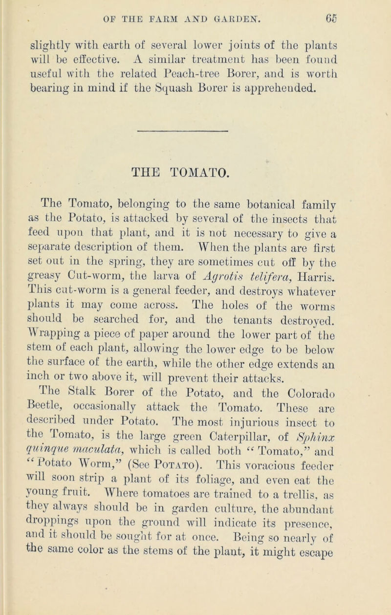 slightly with earth of several lower joints of the plants will be effective. A similar treatment has been found useful with the related Peach-tree Borer, and is worth bearing in mind if the Squash Borer is apprehended. THE TOMATO. The Tomato, belonging to the same botanical family as the Potato, is attacked by several of the insects that feed upon that plant, and it is not necessary to give a separate description of them. When the plants are first set out in the spring, they are sometimes cut off by the greasy Cut-worm, the larva of Agrotis telifera, Harris. This cut-worm is a general feeder, and destroys whatever plants it may come across. The holes of the worms should be searched for, and the tenants destroyed. Wrapping a piece of paper around the lower part of the stem of each plant, allowing the lower edge to be below the surface of the earth, while the other edge extends an inch or two above it, will prevent their attacks. The Stalk Borer of the Potato, and the Colorado Beetle, occasionally attack the Tomato. These are described under Potato. The most injurious insect to the Tomato, is the large green Caterpillar, of Sphinx quinque metadata, which is called both “ Tomato,” and “Potato Worm,” (See Potato). This voracious feeder will soon strip a plant of its foliage, and even eat the young fruit. Where tomatoes are trained to a trellis, as they always should be in garden culture, the abundant droppings upon the ground will indicate its presence, and it should be sought for at once. Being so nearly of the same color as the stems of the plant, it might escape