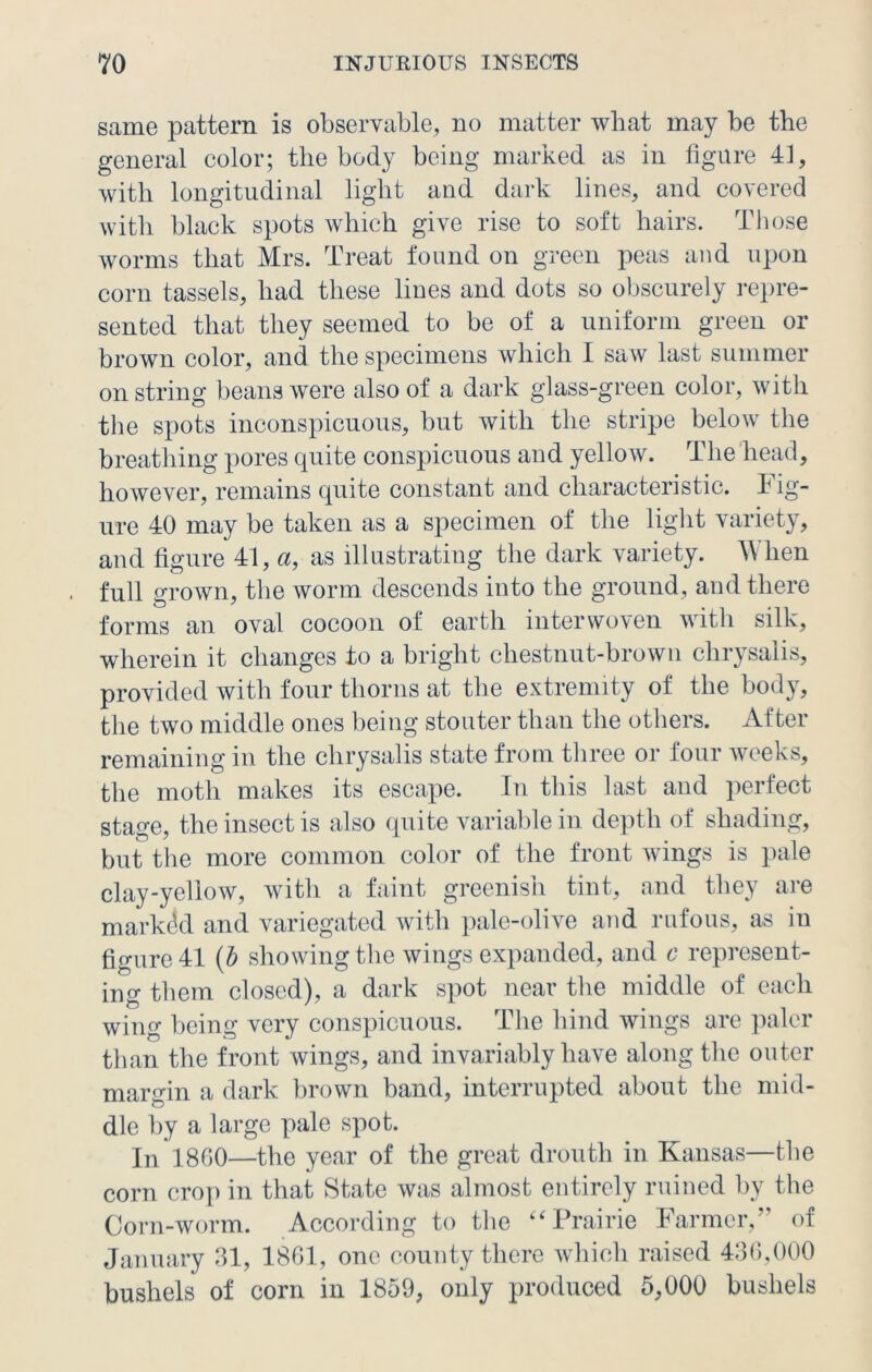 same pattern is observable, no matter wliat may be the general color; the body being marked as in figure 41, with longitudinal light and dark lines, and covered witli black spots which give rise to soft hairs. Those worms that Mrs. Treat found on green peas and upon corn tassels, had these lines and dots so obscurely repre- sented that they seemed to be of a uniform green or brown color, and the specimens which I saw last summer on string beans were also of a dark glass-green color, with the spots inconspicuous, but with the stripe below the breathing pores quite conspicuous and yellow. The head, however, remains quite constant and characteristic. Fig- ure 40 may be taken as a specimen of the light variety, and figure 41, «, as illustrating the dark variety. A\ hen full grown, the worm descends into the ground, and there forms an oval cocoon of earth interwoven with silk, wherein it changes to a bright chestnut-brown chrysalis, provided with four thorns at the extremity of the body, the two middle ones being stouter than the others. After remaining in the chrysalis state from three or four weeks, the moth makes its escape. In this last and perfect stage, the insect is also quite variable in depth of shading, but the more common color of the front wings is pale clay-yellow, with a faint greenish tint, and they are markdd and variegated with pale-olive and rufous, as in figure 41 (b showing the wings expanded, and c represent- ing them closed), a dark spot near the middle of each wing being very conspicuous. The hind wings are paler than the front wings, and invariably have along the outer margin a dark brown band, interrupted about the mid- dle by a large pale spot. In*1800—the year of the great drouth in Kansas—the corn crop in that State was almost entirely ruined by the Corn-worm. According to the “Prairie Farmer,” of January 31, 1861, one county there which raised 436,000 bushels of corn in 1859, only produced 5,000 bushels