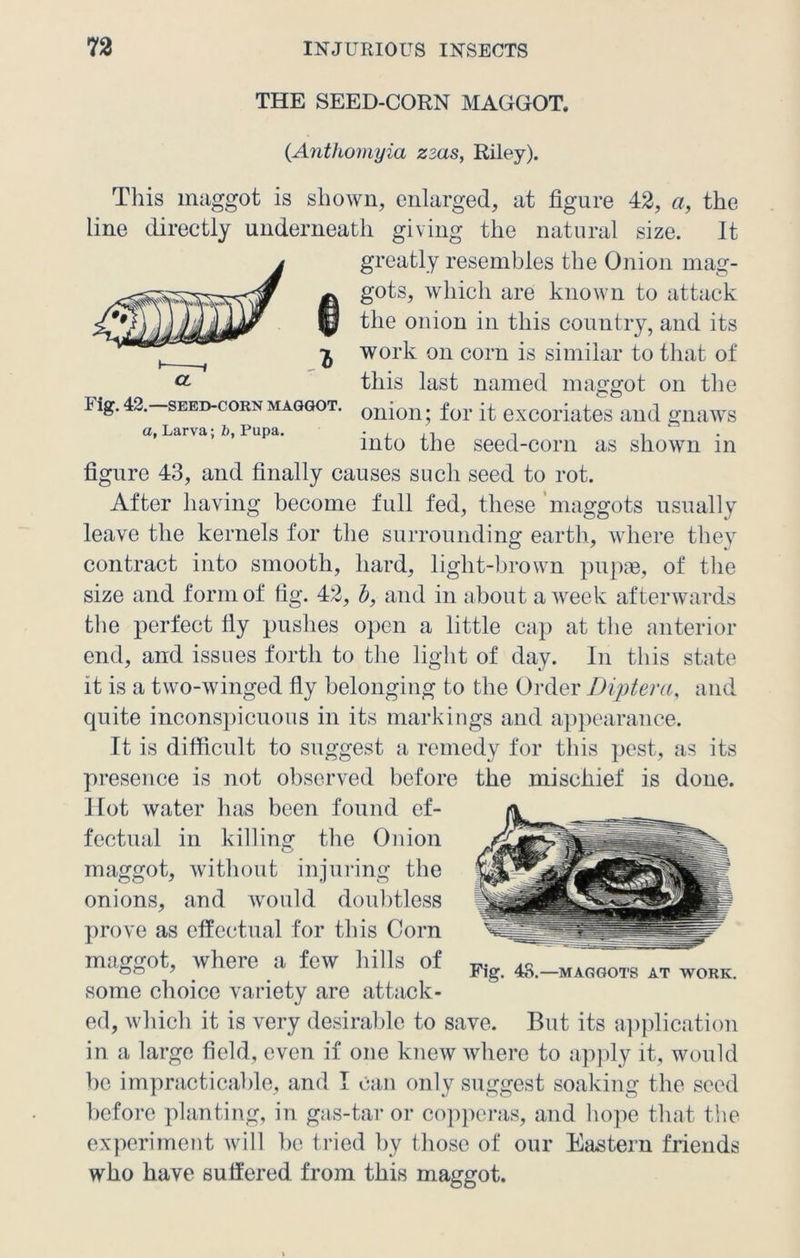 THE SEED-CORN MAGGOT. (.Ant homy ia zzas, Riley). This maggot is shown, enlarged, at figure 42, a, the line directly underneath giving the natural size. It greatly resembles the Onion mag- gots, which are known to attack the onion in this country, and its work on corn is similar to that of this last named maggot on the Fig. 42.-seed-corn maggot. onion. for excoriates and gnaws a. Larva; b, Pupa. . , , into the seed-corn as shown in figure 43, and finally causes such seed to rot. After having become full fed, these maggots usually leave the kernels for the surrounding earth, where they contract into smooth, hard, light-brown pupae, of the size and form of fig. 42, b, and in about a week afterwards the perfect fly pushes open a little cap at the anterior end, and issues forth to the light of day. In this state it is a two-winged fly belonging to the Order Diptera, and quite inconspicuous in its markings and appearance. It is difficult to suggest a remedy for this pest, as its presence is not observed before the mischief is done. Hot water 1ms been found ef- fectual in killing the Onion maggot, without injuring the onions, and would doubtless prove as effectual for this Corn maggot, where a few hills of some choice variety are attack- ed, which it is very desirable to save. But its application in a large field, even if one knew where to apply it, would be impracticable, and I can only suggest soaking the seed before planting, in gas-tar or copperas, and hope that the experiment will be tried by those of our Eastern friends who have suffered from this maggot. Fig. 48.—MAGGOTS AT WORK.