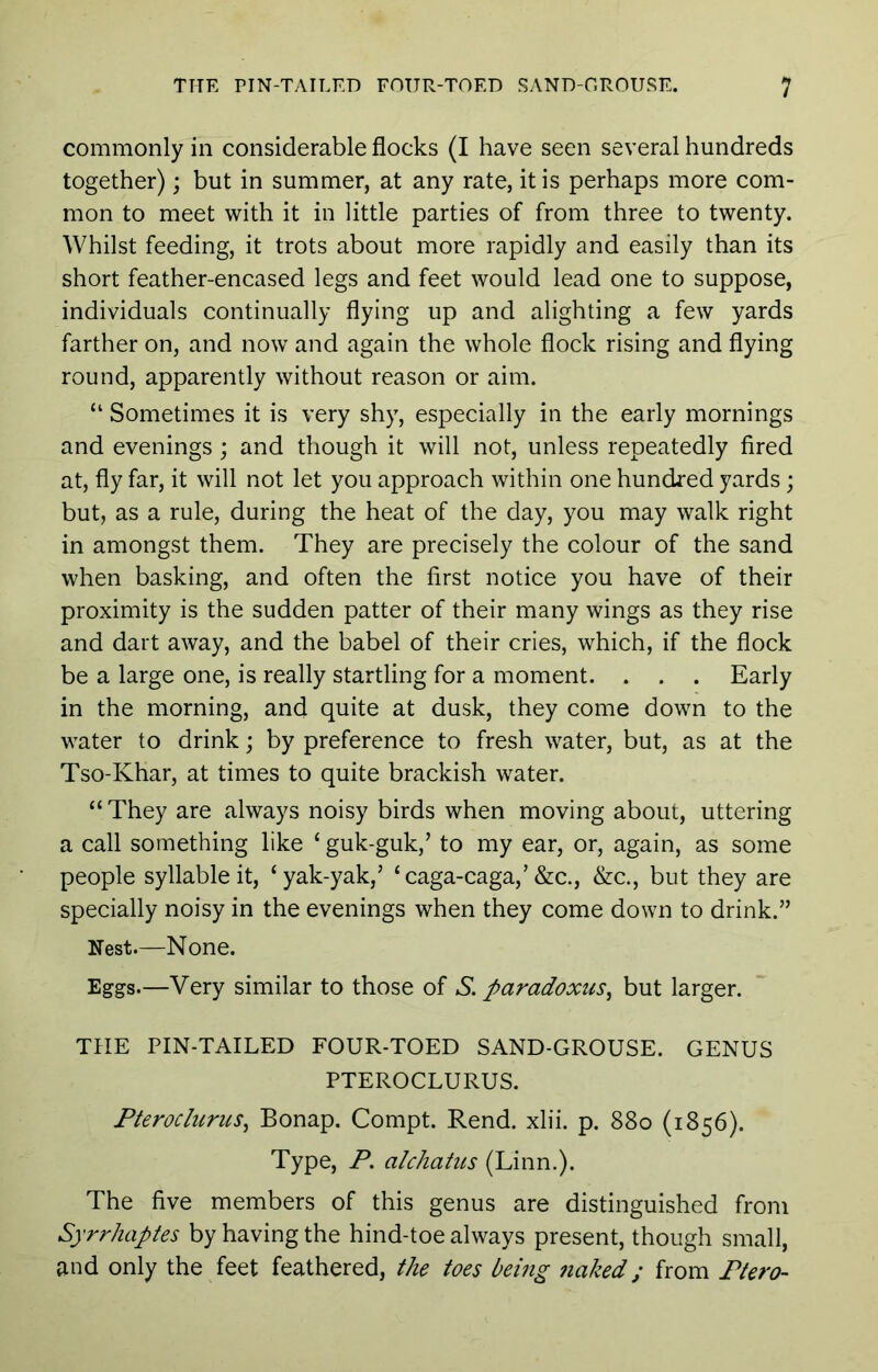 commonly in considerable flocks (I have seen several hundreds together); but in summer, at any rate, it is perhaps more com- mon to meet with it in little parties of from three to twenty. Whilst feeding, it trots about more rapidly and easily than its short feather-encased legs and feet would lead one to suppose, individuals continually flying up and alighting a few yards farther on, and now and again the whole flock rising and flying round, apparently without reason or aim. “ Sometimes it is very shy, especially in the early mornings and evenings ; and though it will not, unless repeatedly fired at, fly far, it will not let you approach within one hundred yards; but, as a rule, during the heat of the day, you may walk right in amongst them. They are precisely the colour of the sand when basking, and often the first notice you have of their proximity is the sudden patter of their many wings as they rise and dart away, and the babel of their cries, which, if the flock be a large one, is really startling for a moment. . . . Early in the morning, and quite at dusk, they come down to the water to drink; by preference to fresh water, but, as at the Tso-Khar, at times to quite brackish water. “ They are always noisy birds when moving about, uttering a call something like ‘ guk-guk,’ to my ear, or, again, as some people syllable it, ‘yak-yak,’ ‘caga-caga,’&c., &c., but they are specially noisy in the evenings when they come down to drink.” Nest.—None. Eggs.—Very similar to those of S. paradoxus^ but larger. THE PIN-TAILED FOUR-TOED SAND-GROUSE. GENUS PTEROCLURUS. Pteroclurus^ Bonap. Compt. Rend. xlii. p. 880 (1856). Type, P. alchains (Linn.). The five members of this genus are distinguished from Syrrhaptes by having the hind-toe always present, though small, and only the feet feathered, the toes being naked; from Ptero-