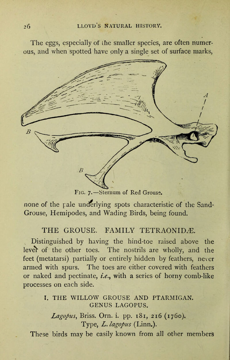 The eggs, especially of ihe smaller species, are often numer- ous, and when spotted have only a single set of surface marks. none of the pale underlying spots characteristic of the Sand- Grouse, Hemipodes, and Wading Birds, being found. THE GROUSE. FAMILY TETRAONIDHl. Distinguished by having the hind-toe raised above the lev^ of the other toes. The nostrils are wholly, and the feet (metatarsi) partially or entirely hidden by feathers, never armed with spurs. The toes are either covered with feathers or naked and pectinate, with a series of horny comb-like processes on each side. I. THE WILLOW GROUSE AND PTARMIGAN. GENUS LAGOPUS. Lagopus^ Briss. Orn. i, pp. i8i, 216 {1760). Type, L.lagopus (Linn.). These birds may be easily known from all other members