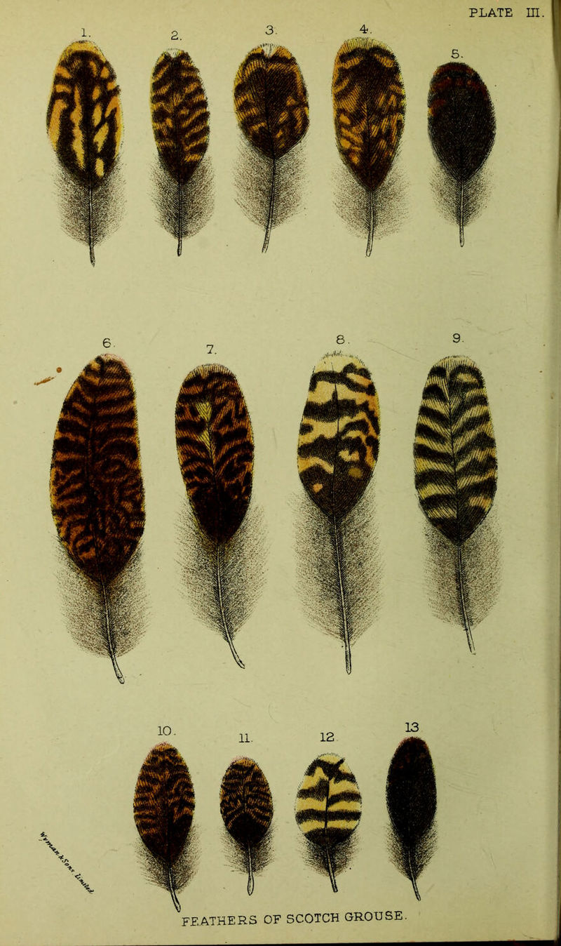 PLATE FEATHERS OF SCOTCH GROUSE.