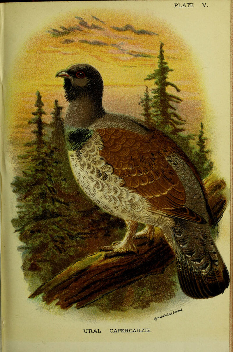 PLATE V. URAL CAPERCAILZIE.