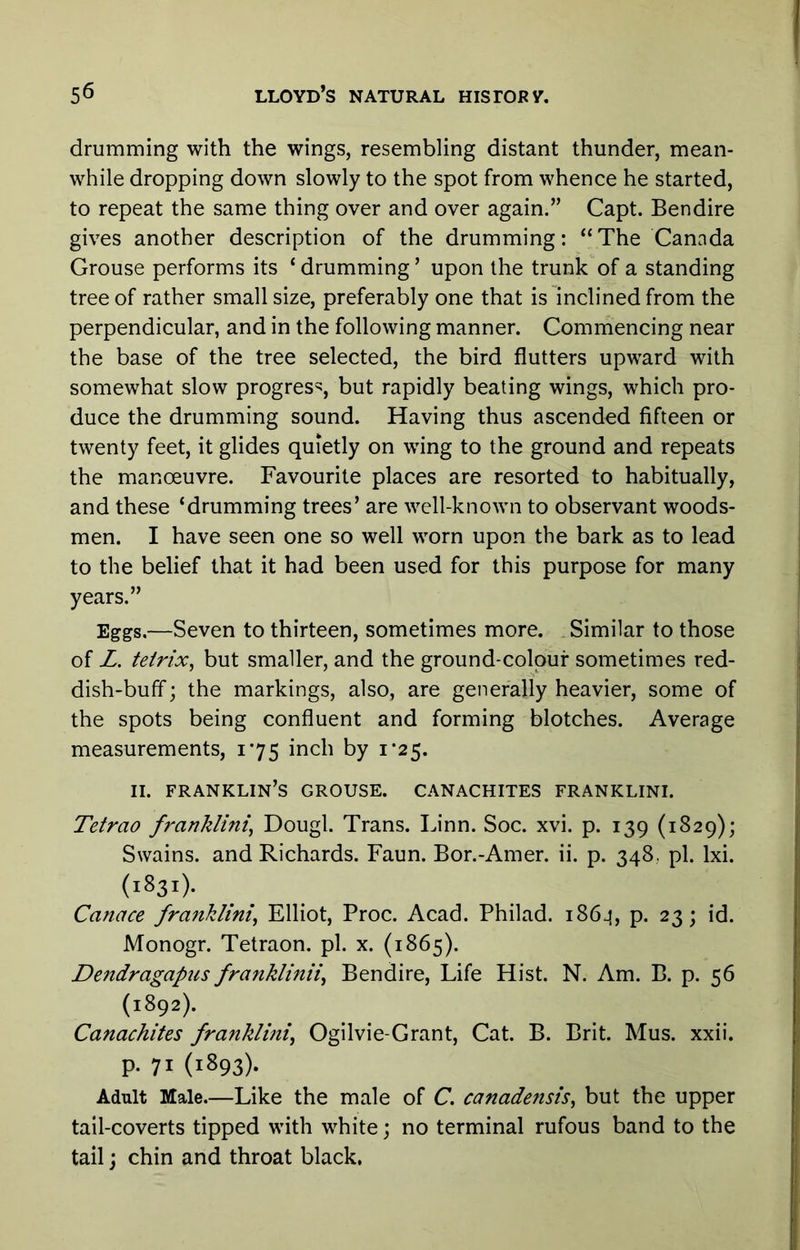 drumming with the wings, resembling distant thunder, mean- while dropping down slowly to the spot from whence he started, to repeat the same thing over and over again.” Capt. Bendire gives another description of the drumming: “The Canada Grouse performs its ‘ drumming ’ upon the trunk of a standing tree of rather small size, preferably one that is inclined from the perpendicular, and in the following manner. Commencing near the base of the tree selected, the bird flutters upward with somewhat slow progress, but rapidly beating wings, which pro- duce the drumming sound. Having thus ascended fifteen or twenty feet, it glides quietly on wing to the ground and repeats the manoeuvre. Favourite places are resorted to habitually, and these ‘drumming trees’ are well-known to observant woods- men. I have seen one so well worn upon the bark as to lead to the belief that it had been used for this purpose for many years.” Eggs.—Seven to thirteen, sometimes more. , Similar to those of L. teirix^ but smaller, and the ground-colour sometimes red- dish-buff ; the markings, also, are generally heavier, some of the spots being confluent and forming blotches. Average measurements, 175 inch by i'2^. II. franklin’s grouse, canachites franklini. Tetrao f7'anklini^ Dough Trans. Linn. Soc. xvi. p. 139 (1829); Swains, and Richards. Faun. Bor.-Amer. ii. p. 348. pi. Ixi. (1831). Canace fra7tklini^ Elliot, Proc. Acad. Philad. 186^, p. 23; id. Monogr. Tetraon. pi. x. (1865). De7idragapus fraTtkliTtii^ Bendire, Life Hist. N. Am. B. p. 56 (1892). CaTtachites fraTiklmi^ Ogilvie-Grant, Cat. B. Brit. Mus. xxii. p. 71 (1893). Adult Male.—Like the male of C. canade7isis^ but the upper tail-coverts tipped with white; no terminal rufous band to the tail j chin and throat black.