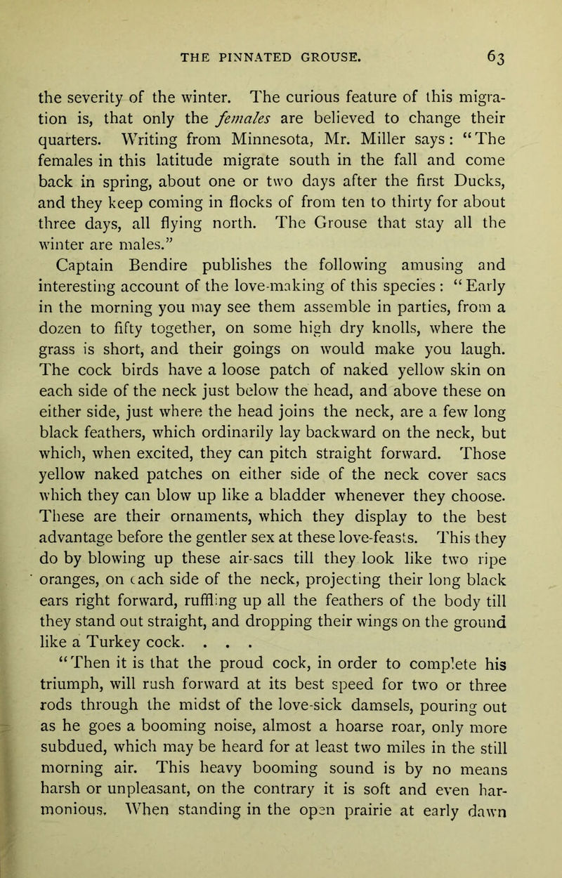 the severity of the winter. The curious feature of this migra- tion is, that only the females are believed to change their quarters. Writing from Minnesota, Mr. Miller says: “The females in this latitude migrate south in the fall and come back in spring, about one or two days after the first Ducks, and they keep coming in flocks of from ten to thirty for about three days, all flying north. The Grouse that stay all the winter are males.” Captain Bendire publishes the following amusing and interesting account of the love-making of this species : “ Early in the morning you may see them assemble in parties, from a dozen to fifty together, on some high dry knolls, where the grass is short, and their goings on would make you laugh. The cock birds have a loose patch of naked yellow skin on each side of the neck just below the head, and above these on either side, just where the head joins the neck, are a few long black feathers, which ordinarily lay backward on the neck, but which, when excited, they can pitch straight forward. Those yellow naked patches on either side of the neck cover sacs which they can blow up like a bladder whenever they choose. These are their ornaments, which they display to the best advantage before the gentler sex at these love-feasts. This they do by blowing up these air-sacs till they look like two ripe oranges, on each side of the neck, projecting their long black ears right forward, ruffling up all the feathers of the body till they stand out straight, and dropping their wings on the ground like a Turkey cock. . . . “ Then it is that the proud cock, in order to complete his triumph, will rush forward at its best speed for two or three rods through the midst of the love-sick damsels, pouring out as he goes a booming noise, almost a hoarse roar, only more subdued, which may be heard for at least two miles in the still morning air. This heavy booming sound is by no means harsh or unpleasant, on the contrary it is soft and even har- monious, When standing in the open prairie at early dawn