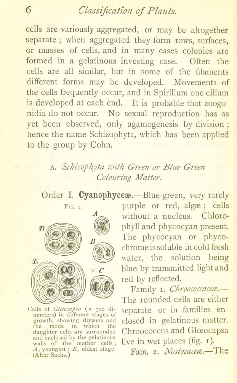 cells are variously aggregated, or may be altogether separate ; when aggregated they form rows, surfaces, or masses of cells, and in many cases colonies are formed in a gelatinous investing case. Often the cells are all similar, but in some of the filaments different forms may be developed. Movements of the cells frequently occur, and in Spirillum one cilium is developed at each end. It is probable that zoogo- nidia do not occur. No sexual reproduction has as yet been observed, only agamogenesis by division ; hence the name Schizophyta, which has been applied to the group by Cohn. A. Schizophyta with Green or Blue- Green Colouring Matter. Order I. Cyanophyceae.—Blue-green, very rarely purple or red, algae; cells without a nucleus. Chloro- phyll and phycocyan present. The phycocyan or phyco- chrome is soluble in cold fresh water, the solution being blue by transmitted light and red by reflected. Family i. Chroococcacece.— The rounded cells are either separate or in families en- closed in gelatinous matter. Chroococcus and Gloeocapsa live in wet places (fig. i). Fam, 2. Nostocaccce.—The Fig. i. Cells of Gloeocapsa (x 300 di- ameters) in different stages of growth, showing division and the mode in which the daughter cells are surrounded and enclosed by the gelatinous walls of the mother cells ; A, youngest; E, oldest stage. (After Sachs.)