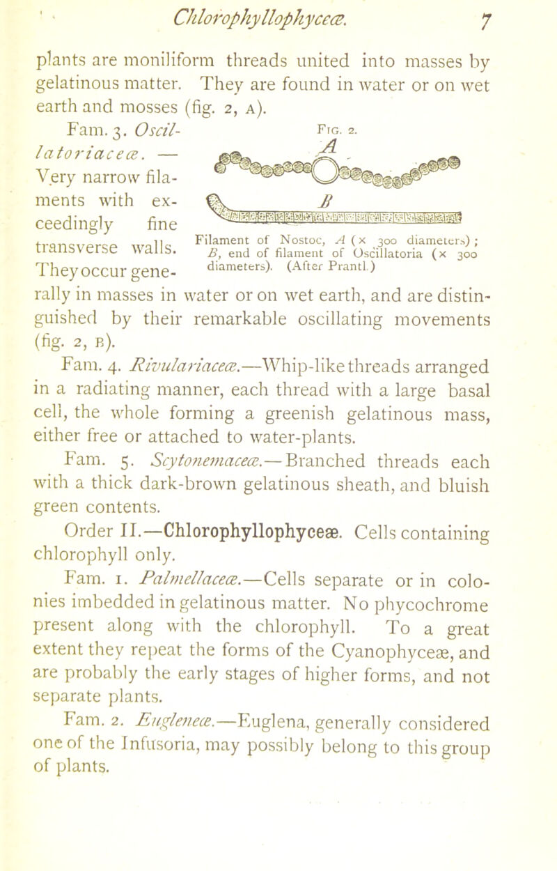 Filament of Nostoc, A (x 300 diameters); B, end of filament of Oscillatoria (x 300 diameters). (After Prantl.) plants are moniliform threads united into masses by gelatinous matter. They are found in water or on wet earth and mosses (fig. 2, a). Fam. 3. Oscil- lator iac e cb . — Very narrow fila- ments with ex- ceedingly fine transverse walls. Theyoccur gene- rally in masses in water or on wet earth, and are distin- guished by their remarkable oscillating movements (fig. 2, b). Fam. 4. Rivulariacece.—Whip-like threads arranged in a radiating manner, each thread with a large basal cell, the whole forming a greenish gelatinous mass, either free or attached to water-plants. Fam. 5. Scyto)iemacece.—Branched threads each with a thick dark-brown gelatinous sheath, and bluish green contents. Order IF—Chlorophyllophyceae. Cells containing chlorophyll only. Fam. 1. Palmellacece.—Cells separate or in colo- nies imbedded in gelatinous matter. No phycochrome present along with the chlorophyll. To a great extent they repeat the forms of the Cyanophyceas, and are probably the early stages of higher forms, and not separate plants. Fam. 2. Euglenece.— Euglena, generally considered one of the Infusoria, may possibly belong to this group of plants.