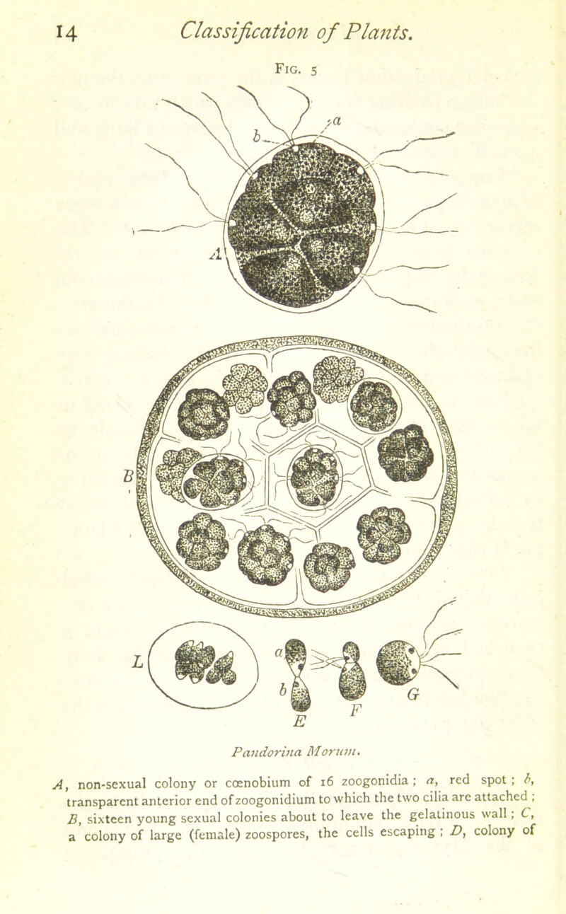 Pandorina Moriim. A, non-sexual colony or coenobium of 16 zoogonidia ; a, red spot; fi, transparent anterior end ofzoogonidium to which the two cilia are attached , B, sixteen young sexual colonies about to leave the gelatinous wall; C, a colony of large (female) zoospores, the cells escaping ; D, colony of
