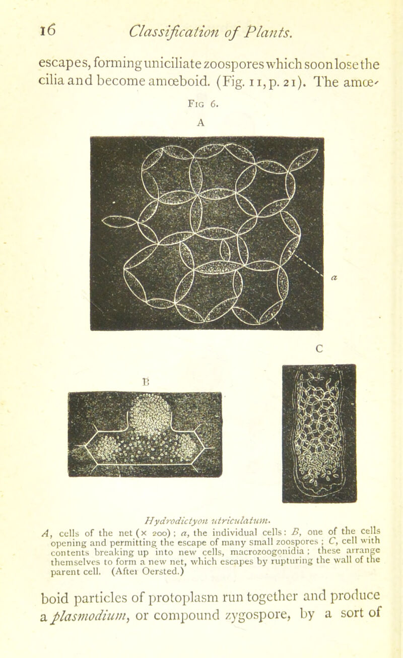 escapes, forming uniciliate zoospores which soon lose the cilia and become amoeboid. (Fig. n,p. 21). The amce' Fig 6. A Hydrodictyon utriculatuni. A, cells of the net(x 200); a, the individual cells: S, one of the cells opening and permitting the escape of many small zoospores ; C, cell with contents breaking up into new cells, macrozoogonidia ; these arrange themselves to form a new net, which escapes by rupturing the wall of the parent cell. (Aftei Oersted.) boid particles of protoplasm run together and produce a plasmodium, or compound zygospore, by a sort of