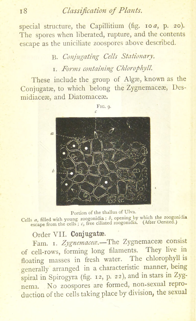 special structure, the Capillitium (fig. io a, p. 20). The spores when liberated, rupture, and the contents escape as the uniciliate zoospores above described. B. Conjugating Cells Stationary. 1. Forms containing Chlorophyll. These include the group of Algae, known as the Conjugatae, to which belong the Zygnemaceae, Des- midiaceae, and Diatomaceae. Fig. 9. Portion of the thallus of Ulva. Cells «, filled with young zoogonidia; b opening by which the zoogonidia escape from the cells ; <r, free cdiated zoogonidia. (After Oersted.) Order VII. Conjugatae. Fam. 1. Zygnetnacece.—The Zygnemaceae consist of cell-rows, forming long filaments. They live in floating masses in fresh water. The chlorophyll is generally arranged in a characteristic manner, being spiral in Spirogyra (fig. 12, p. 22), and in stars in Zyg- nerna. No zoospores are formed, non-sexual repro- duction of the cells taking place by division, the sexual