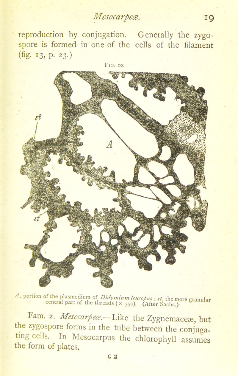 reproduction by conjugation. Generally the zygo- spore is formed in one of the cells of the filament (fig. 13, p. 23.) Fig. 10. A, portion of the plasmodium of Didymium leuco/ms ; st, the more granular central part of the threads (x 350). (After Sachs.) g ham. 2. Mesocarpea.—Like the Zygnemacese, but the zygospore forms in the tube between the conjuga- ting cells. In Mesocarpus the chlorophyll assumes the form of plates. c 2