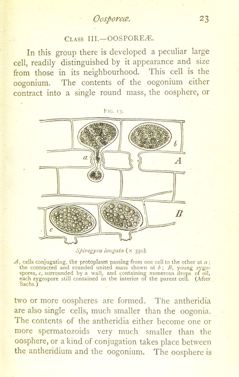 Class III.—OOSPORECE. In this group there is developed a peculiar large cell, readily distinguished by it appearance and size from those in its neighbourhood. This cell is the oogonium. The contents of the oogonium either contract into a single round mass, the oosphere, or Kic. 13. Spirogyra lougata ( x 550). A, cells conjugating, the protoplasm passing from one cell to the other at a ; the contracted and rounded united mass shown at b ; B, young zygo- spores, c, surrounded by a wall, and containing numerous drops of oil, each zygospore still contained in the interior of the parent cell. (After Sachs.) two or more oospheres are formed. The antheridia are also single cells, much smaller than the oogonia. The contents of the antheridia either become one or more spermatozoids very much smaller than the oosphere, or a kind of conjugation takes place between the antheridium and the oogonium. The oosphere is