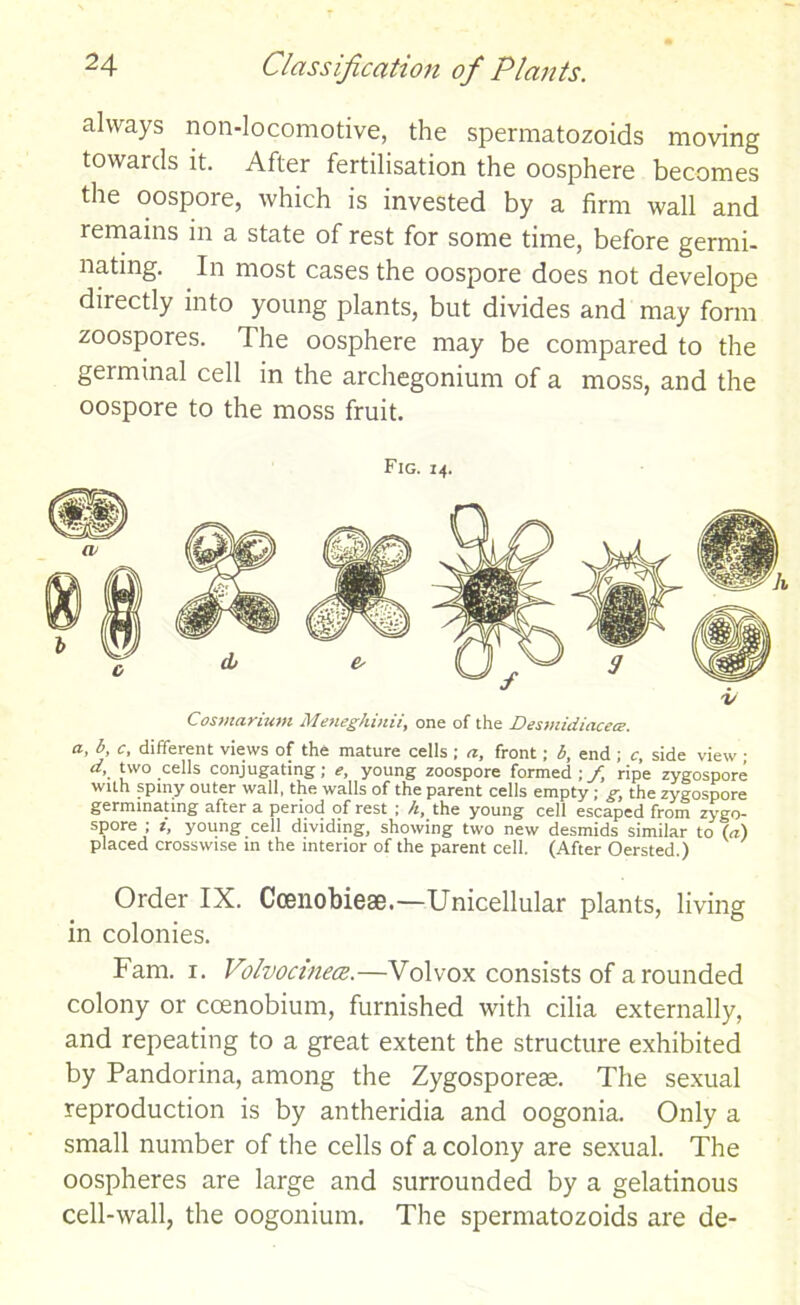 always non-locomotive, the spermatozoids moving towards it. After fertilisation the oosphere becomes the oospore, which is invested by a firm wall and remains in a state of rest for some time, before germi- nating. In most cases the oospore does not develope directly into young plants, but divides and may form zoospores. The oosphere may be compared to the germinal cell in the archegonium of a moss, and the oospore to the moss fruit. Fig. 14. Cosmarium Meneghinii, one of the Desmidiacece. a, b, c, different views of the mature cells ; a, front; b, end ; c, side view • d, two cells conjugating; e, young zoospore formed \f, ripe zygospore with spiny outer wall, the walls of the parent cells empty; g, the zygospore germinating after a period of rest ; h, the young cell escaped from zygo- spore ; I, young cell dividing, showing two new desmids similar to (a) placed crosswise in the interior of the parent cell. (After Oersted.) Order IX. Coenobieae.—Unicellular plants, living in colonies. Fam. 1. Volvocinece.—Volvox consists of a rounded colony or coenobium, furnished with cilia externally, and repeating to a great extent the structure exhibited by Pandorina, among the Zygosporese. The sexual reproduction is by antheridia and oogonia. Only a small number of the cells of a colony are sexual. The oospheres are large and surrounded by a gelatinous cell-wall, the oogonium. The spermatozoids are de-