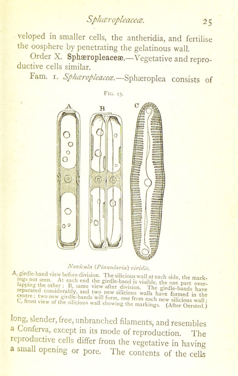 veloped in smaller cells, the antheridia, and fertilise the oosphere by penetrating the gelatinous wall. Order X. Sphseropleaceae.—Vegetative and repro- ductive cells similar. Fam. 1. Sphceropleacecz.—Sphseroplea consists of Fig. 15. Navicula (Piuuuluvid) vivid is. Am^dnetandvie'AbeforudivisioJ1' The silicious wall at each side, the mark- a™in° ,heen;h ep end the Slrdle-band is visible, the onepart ™er- se^^^co'sfdVrablyTnd ^ centre two newgirdf bands will ^from*ach^w C, front view of the silicons wall showing the markings. (After OersTed ) long, slender, free, unbranched filaments, and resembles a onferva, except in its mode of reproduction. The reproductive cells differ from the vegetative in having a small opening or pore. The contents of the celk