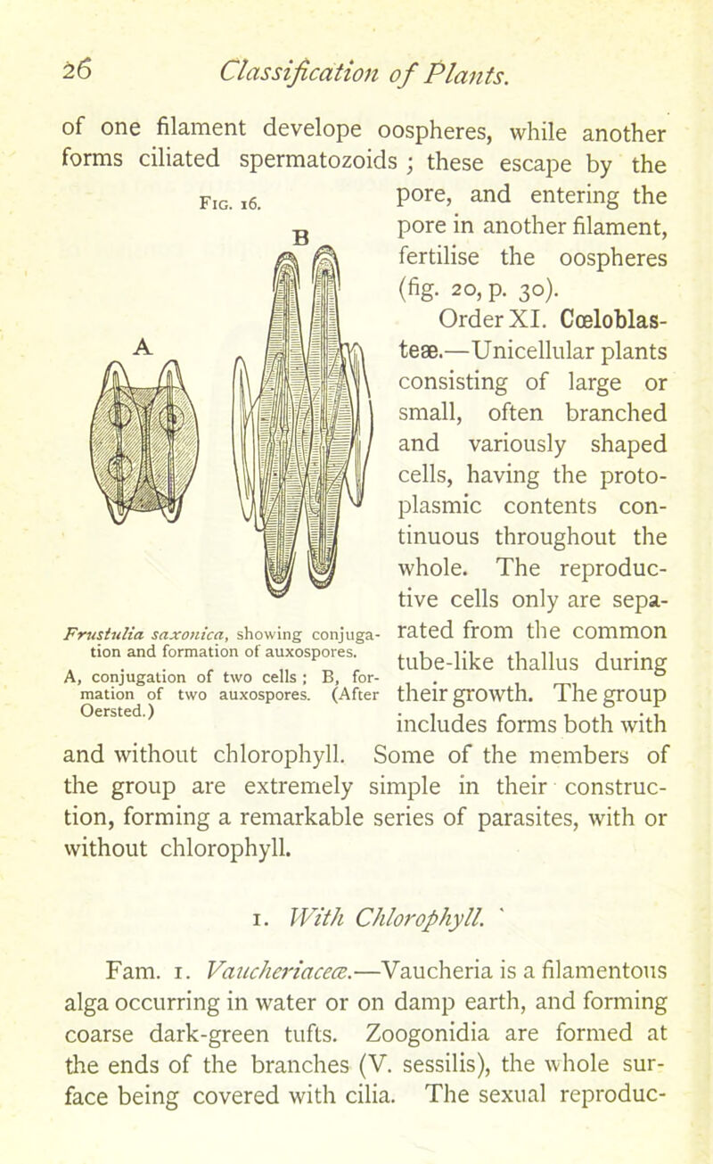 of one filament develope oospheres, while another forms ciliated spermatozoids ; these escape by the Fig i6 pore, and entering the pore in another filament, fertilise the oospheres (fig. 20, p. 30). Order XI. Coeloblas- teae.—Unicellular plants consisting of large or small, often branched and variously shaped cells, having the proto- plasmic contents con- tinuous throughout the whole. The reproduc- tive cells only are sepa- Frustulia saxonica, showing conjuga- rated from the Common tion and formation of auxospores tube_like thallus during A, conjugation of two cells ; B, for- . 0 mation of two auxospores. (After their giOWth. The gFOlip °ersted ) includes forms both with and without chlorophyll. Some of the members of the group are extremely simple in their construc- tion, forming a remarkable series of parasites, with or without chlorophyll. 1. With Chlorophyll. Fam. 1. Vaucheriacece.—Vaucheria is a filamentous alga occurring in water or on damp earth, and forming coarse dark-green tufts. Zoogonidia are formed at the ends of the branches (V. sessilis), the whole sur- face being covered with cilia. The sexual reproduc-