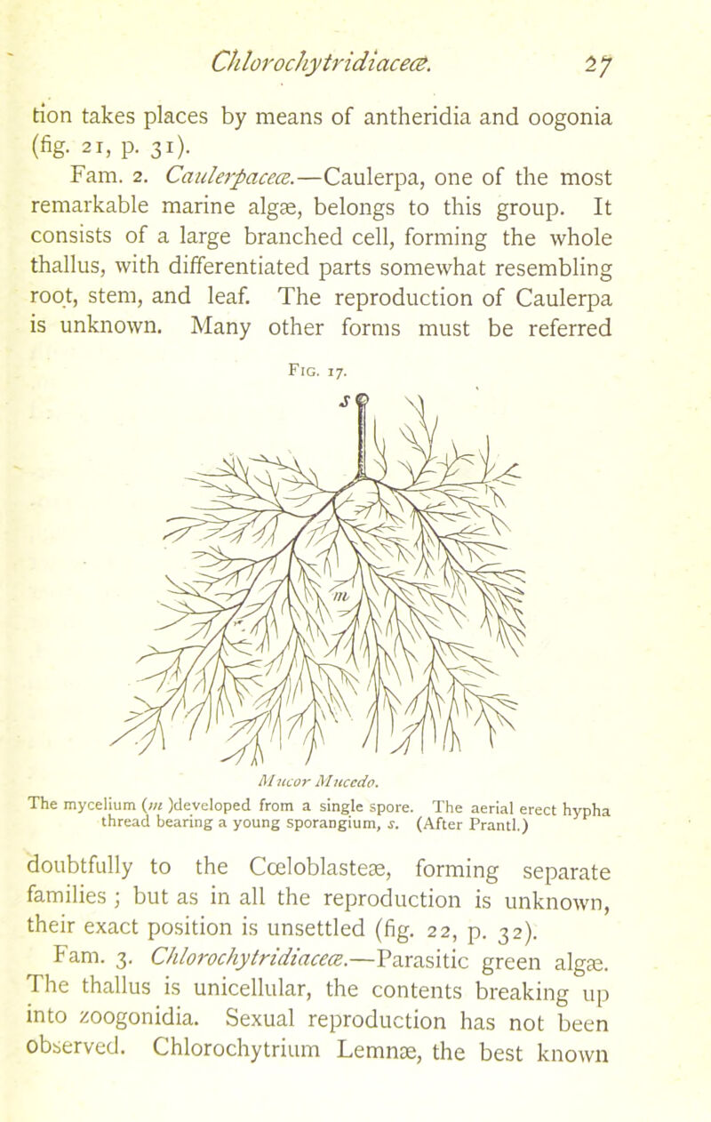 tion takes places by means of antheridia and oogonia (fig. 21, p. 31). Fam. 2. Caulerpacece.—Caulerpa, one of the most remarkable marine algse, belongs to this group. It consists of a large branched cell, forming the whole thallus, with differentiated parts somewhat resembling root, stem, and leaf. The reproduction of Caulerpa is unknown. Many other forms must be referred Fig. 17. M itcor Mucedo. The mycelium (;« )developed from a single spore. The aerial erect hypha thread bearing a young sporangium, j. (After Prantl.) doubtfully to the Cceloblasteas, forming separate families ; but as in all the reproduction is unknown, their exact position is unsettled (fig. 22, p. 32). Fam. 3. Chlorochytridiacece.—Parasitic green algae. The thallus is unicellular, the contents breaking up into zoogonidia. Sexual reproduction has not been observed. Chlorochytrium Lemnse, the best known