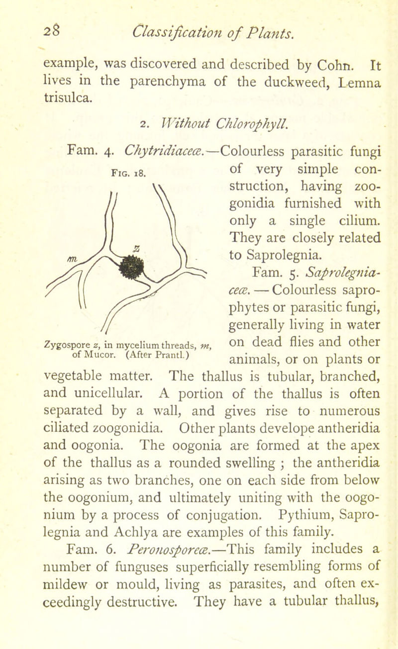 example, was discovered and described by Cohn. It lives in the parenchyma of the duckweed, Lemna tri sulca. 2. Without Chlorophyll. Zygospore z, in mycelium threads, m, of Mucor. (After Prantl.) Fam. 4. Chytridiacece.—Colourless parasitic fungi Fig. i8- of very simple con- struction, having zoo- gonidia furnished with only a single cilium. They are closely related to Saprolegnia. Fam. 5. Saprolegnia- cece. — Colourless sapro- phytes or parasitic fungi, generally living in water on dead flies and other animals, or on plants or vegetable matter. The thallus is tubular, branched, and unicellular. A portion of the thallus is often separated by a wall, and gives rise to numerous ciliated zoogonidia. Other plants develope antheridia and oogonia. The oogonia are formed at the apex of the thallus as a rounded swelling ; the antheridia arising as two branches, one on each side from below the oogonium, and ultimately uniting with the oogo- nium by a process of conjugation. Pythium, Sapro- legnia and Achlya are examples of this family. Fam. 6. Peronosporece.—This family includes a number of funguses superficially resembling forms of mildew or mould, living as parasites, and often ex- ceedingly destructive. They have a tubular thallus,