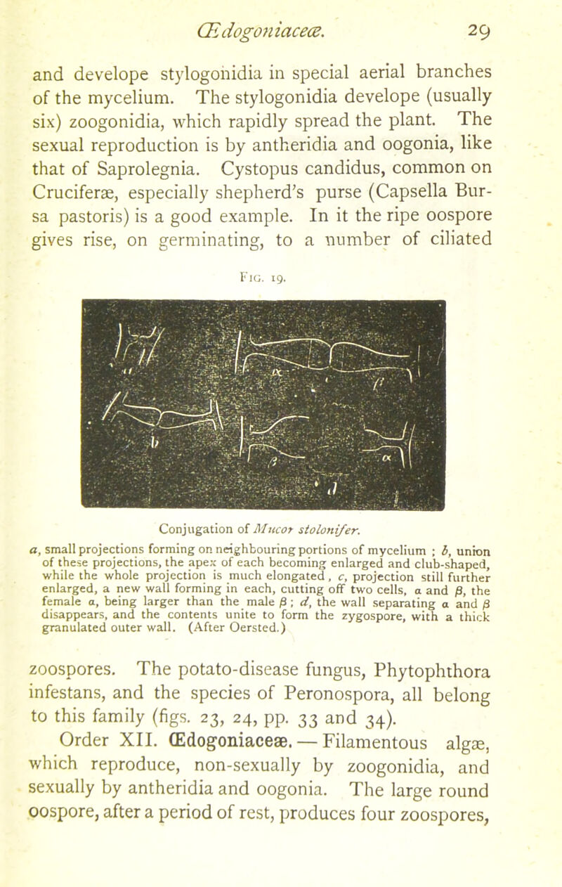 and develope stylogonidia in special aerial branches of the mycelium. The stylogonidia develope (usually six) zoogonidia, which rapidly spread the plant. The sexual reproduction is by antheridia and oogonia, like that of Saprolegnia. Cystopus candidus, common on Cruciferae, especially shepherd’s purse (Capsella Bur- sa pastoris) is a good example. In it the ripe oospore gives rise, on germinating, to a number of ciliated Fig. 19- Conjugation of Mucor stolonifer. a, small projections forming on neighbouring portions of mycelium ; b, union of these projections, the apex of each becoming enlarged and club-shaped, while the whole projection is much elongated, c, projection still further enlarged, a new wall forming in each, cutting off two cells, a and (9, the female a, being larger than the male /3 ; d, the wall separating a and /3 disappears, and the contents unite to form the zygospore, with a thick granulated outer wall. (After Oersted.) zoospores. The potato-disease fungus, Phytophthora infestans, and the species of Peronospora, all belong to this family (figs. 23, 24, pp. 33 and 34). Order XII. (Edogoniacese. — Filamentous algse, which reproduce, non-sexually by zoogonidia, and sexually by antheridia and oogonia. The large round oospore, after a period of rest, produces four zoospores,