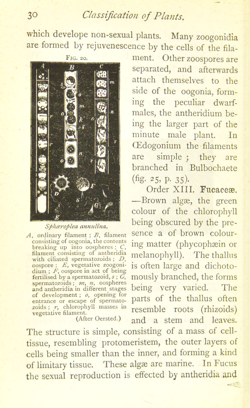 which develope non-sexual plants. Many zoogonidia are formed by rejuvenescence by the cells of the fila- Fig- 2°- ment. Other zoospores are separated, and afterwards attach themselves to the side of the oogonia, form- ing the peculiar dwarf- males, the antheridium be- ing the larger part of the minute male plant. In CEdogonium the filaments are simple ; they are branched in Bulbochaete (fig. 25, p. 35). Order XIII. Fitcaceae. —Brown algae, the green colour of the chlorophyll being obscured by the pre- A, ordinary filament ; Z>, filament Sence a of brown Colour- m'i nlatter (phycophain or melan°Ph>'11)- The Callus oospore : e, vegetative zoogom- jg often large and dichoto- dium ; F, oospore in act of being 0 fertilised by a spermatozoid, s ; G, lllOUSly branched, the forms spermatozoids; in, n, oospheres . , . and antheridia in different stages being Very Varied. The entratme'°o ™escap/' of ^spermato- parts of the thallus often vegetative miment^” masses “ resemble roots (rhizoids) (After Oersted.) an(j a stem and leaves. The structure is simple, consisting of a mass of cell- tissue, resembling protomeristem, the outer layers of cells being smaller than the inner, and forming a kind of limitary tissue. These algae are marine. In Fucus the sexual reproduction is effected by antheridia and Spliceroplea annulina.