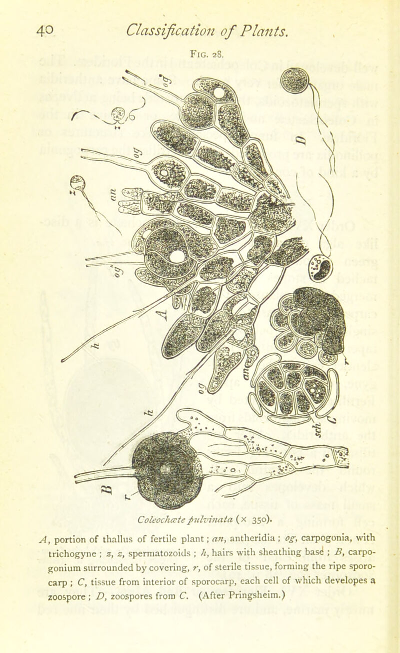 Fig. 28. Coleochcete pulvinata ( x 350). A, portion of thallus of fertile plant; an, antheridia; og, carpogonia, with trichogyne ; 3, z, spermatozoids ; h, hairs with sheathing basd ; B, carpo- gonium surrounded by covering, r, of sterile tissue, forming the ripe sporo- carp ; C, tissue from interior of sporocarp, each cell of which developes a zoospore ; D, zoospores from C. (After Pringsheim.)