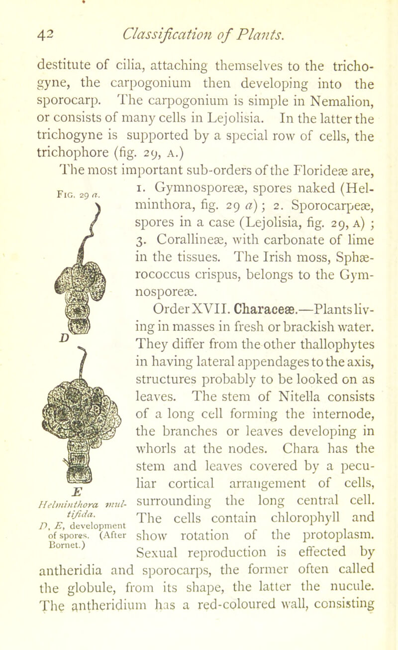 destitute of cilia, attaching themselves to the tricho- gyne, the carpogonium then developing into the sporocarp. The carpogonium is simple in Nemalion, or consists of many cells in Lejolisia. In the latter the trichogyne is supported by a special row of cells, the trichophore (fig. 29, a.) The most important sub-orders of the Floridete are, 1. Gymnosporeas, spores naked (Hel- minthora, fig. 29 a); 2. Sporocarpeae, spores in a case (Lejolisia, fig. 29, a) ; 3. Corallinese, with carbonate of lime in the tissues. The Irish moss, Sphae- rococcus crispus, belongs to the Gym- nosporese. Order XVII. Characete.—Plants liv- ing in masses in fresh or brackish water. They differ from the other thallophytes in having lateral appendages to the axis, structures probably to be looked on as leaves. The stem of Nitella consists of a long cell forming the internode, the branches or leaves developing in whorls at the nodes. Chara has the stem and leaves covered by a pecu- liar cortical arrangement of cells, Heiminthora v.mi- surrounding the long central cell. tifida. The cells contain chlorophyll and D, E, development of spores. (After show rotation of the protoplasm. Sexual reproduction is effected by antheridia and sporocarps, the former often called the globule, from its shape, the latter the nucule. The antheridium has a red-coloured wall, consisting Fig. 29 a.