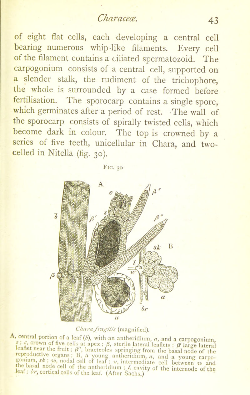 Characece. of eight flat cells, each developing a central cell bearing numerous whip like filaments. Every cell of the filament contains a ciliated spermatozoid. The carpogonium consists of a central cell, supported on a slender stalk, the rudiment of the trichophore, the whole is surrounded by a case formed before fertilisation. The sporocarp contains a single spore, which germinates after a period of rest. The wall of the sporocarp consists of spirally twisted cells, which become dark in colour. The top is crowned by a series of five teeth, unicellular in Chara, and two- celled in Nitella (fig. 30). Fig. 30 Cham/ragilis (magnified). A, central portion of a leaf (b), with an antheriditim, a, and a carpogonium f : £• crown five cells at apex ; p, sterile lateral leaflets ; S' large lateral leaflet near the fruit; p , bracteoles springing from the basal node of the reproductive organs; B, a young anthendium, a, and a young carpo- fheiUm,l,A’’!W’ nnd:l! T °f le:lf : *ntermediate cell betweeif w and the basal node cell of the anthendium ; /. cavity of the internode of the leaf; br, cortical cells of the leaf. (After Sachs.) U 11