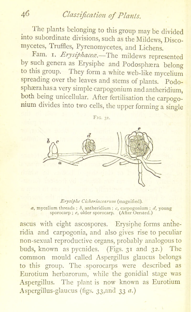 The plants belonging to this group may be divided into subordinate divisions, such as the Mildews, Disco- mycetes, Truffles, Pyrenomycetes, and Lichens. Fam. i. Erysiphacecc.—T he mildews represented by such genera as Erysiphe and Podosphsera belong to this group. They form a white web-like mycelium spreading over the leaves and stems of plants. Podo- sphasrahasa very simple carpogonium andantheridium, both being unicellular. After fertilisation the carpogo- nium divides into two cells, the upper forming a single Fig. 3x. t Erysiphe Cichoriacearum (magnified). a, mycelium threads ; b, antheridium; c, carpogonium ; if, young sporocarp ; e, older sporocarp. (After Oersted.) • • 4 ascus with eight ascospores. Erysiphe forms anthe- ridia and carpogonia, and also gives rise to peculiar non-sexual reproductive organs, probably analogous to buds, known as pycnides. (Figs. 31 and 32.) The common mould called Aspergillus glaucus belongs to this group. The sporocarps were described as Eurotium herbarorum, while the gonidial stage was Aspergillus. The plant is now known as Eurotium Aspergillus-glaucus (figs. 33,and 33 a.)