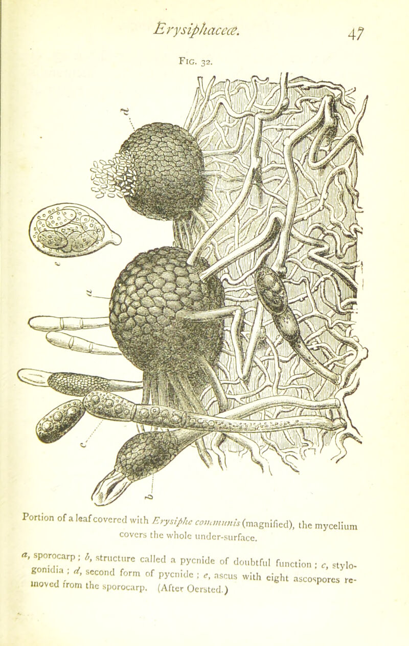 Erysip/uiccce. Fic. 32. Portion of a leaf covered with Erysifihe communis (magnified), the mycelium covers the whole under-surface. SP°r°CarPj b’ StrUCt,,re caIled a Panicle of doubtful function ; c, nylo- gomd.a ; d, second form of pycnide ; e, ascus with eight ascospores re- moved trom the sporocarp. (After Oersted.)