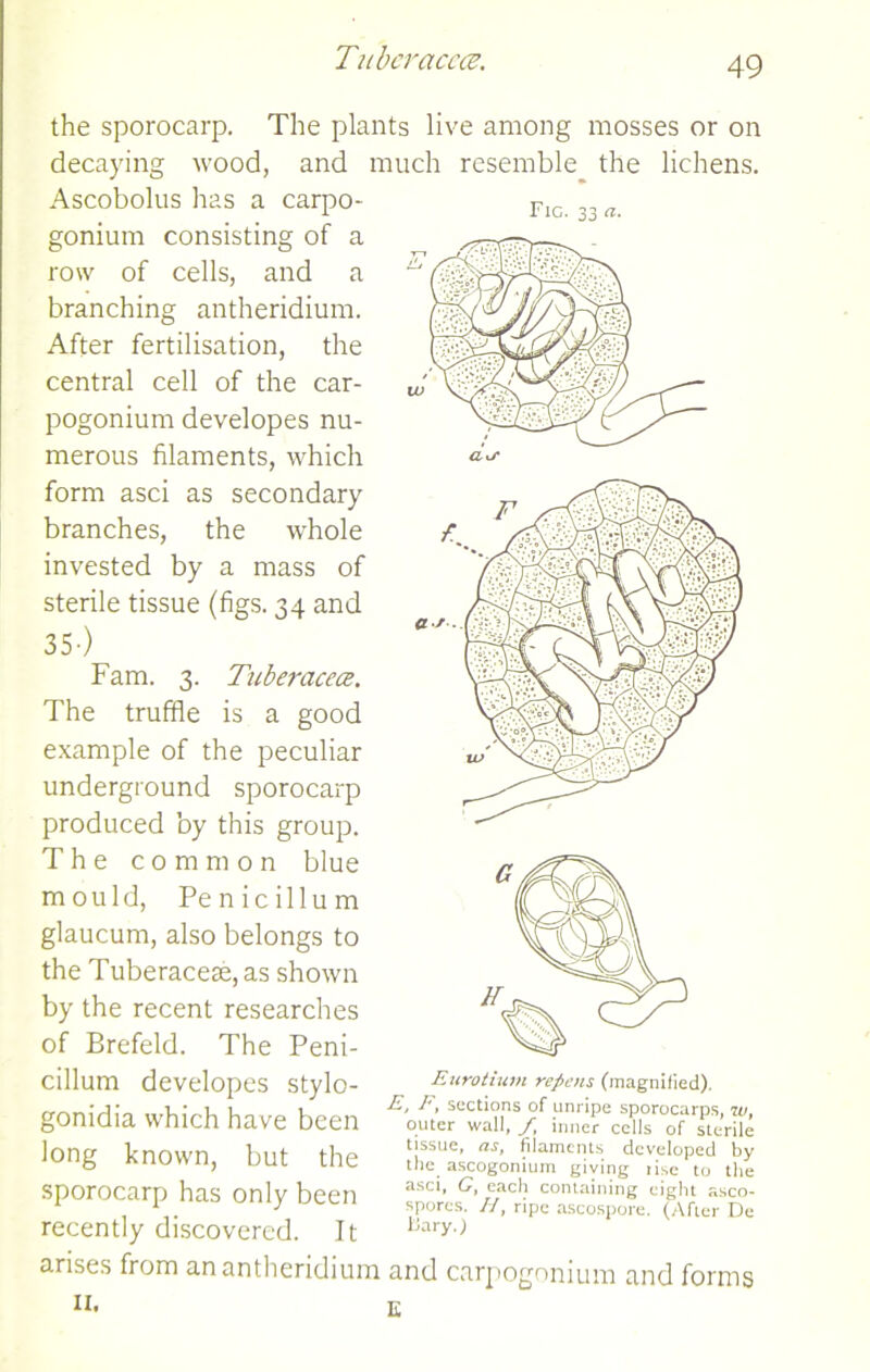 Tubcraccce. the sporocarp. The plants live among mosses or on decaying wood, and much resemble the lichens. Ascobolus has a carpo- Fic. 33 a. gonium consisting ot a row of cells, and a branching antheridium. After fertilisation, the central cell of the car- pogonium developes nu- merous filaments, which form asci as secondary branches, the whole invested by a mass of sterile tissue (figs. 34 and 35-) Fam. 3. Tuberacece. The truffle is a good example of the peculiar underground sporocarp produced by this group. The common blue mould, Penicillum glaucum, also belongs to the Tuberaceae,as shown by the recent researches of Brefeld. The Peni- cillum developes stylo- gonidia which have been long known, but the sporocarp has only been recently discovered. Jt arises from an antheridium and carpogonium and forms II. E Eurotium repnis (magnified). E, F, sections of unripe sporocarps, iu, outer wall, f, inner cells of sterile tissue, as, filaments developed by the ascogonium giving lise to the asci, G, each containing eight asco- spores. //, ripe ascospore. (After De nary.)