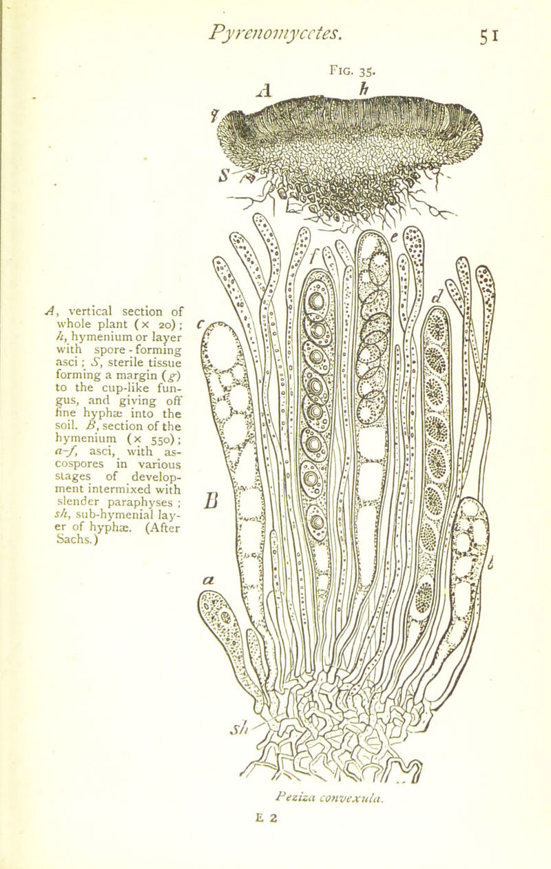 A, vertical section of whole plant (x 20) ; h, hymenium or layer with spore - forming asci; S, sterile tissue forming a margin (g) to the cup-like fun- gus, and giving off fine hyphte into the soil. B, section of the hymenium (x 550); a-f, asci,. with as- cospores in various stages of develop- ment intermixed with slender paraphyses ; sh, sub-hymenial lay- er of hyphx. (After Sachs.) Fig. 35. Peziza convexula. E 2