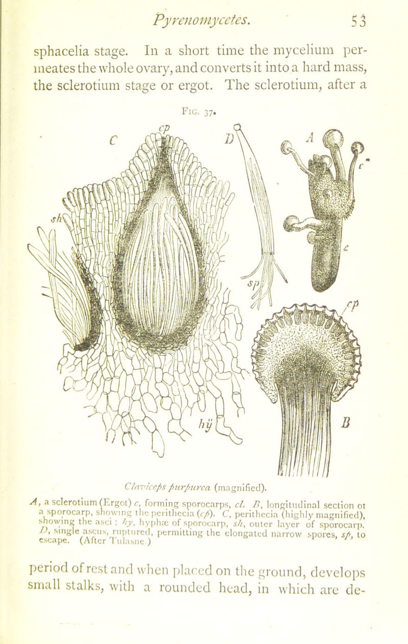 sphacelia stage. In a short time the mycelium per- meates the whole ovary, and converts it into a hard mass, the sclerotium stage or ergot. The sclerotium, after a Fig. 37. Claviceps purpurea (magnified). A, a sclerotium (Ergot) c, forming sporocarps, cl. />, longitudinal section ot a sporocarp, showing the perithccm (cp). C, perithecia (highly magnified), showing the asci ; ky, hyphte of sporocarp, s/i, outer layer of sporocarp. J , single ascus, ruptured, permitting the elongated narrow spores, .s'A to escape. (After Tulasne ) period of rest and when placed on the ground, develops small stalks, with a rounded head, in which are de-