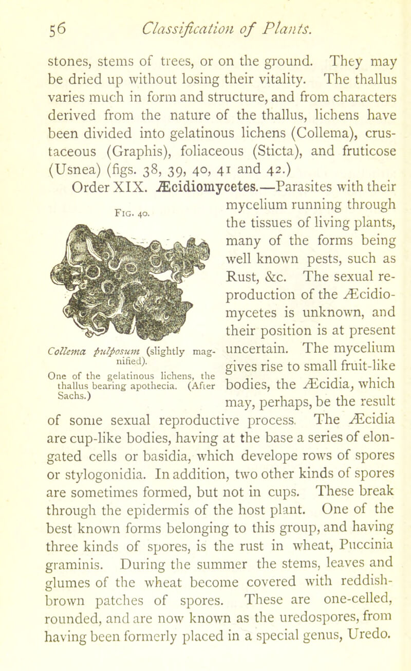 stones, stems of trees, or on the ground. They may be dried up without losing their vitality. The thallus varies much in form and structure, and from characters derived from the nature of the thallus, lichens have been divided into gelatinous lichens (Collema), crus- taceous (Graphis), foliaceous (Sticta), and fruticose (Usnea) (figs. 38, 39, 40, 41 and 42.) Order XIX. iEcidiomycetes.—Parasites with their o mycelium running through the tissues of living plants, many of the forms being well known pests, such as Rust, &c. The sexual re- production of the ^Rcidio- mycetes is unknown, and their position is at present uncertain. The mycelium gives rise to small fruit-like bodies, the ^Ecidia, which may, perhaps, be the result of some sexual reproductive process. The ^Ecidia are cup-like bodies, having at the base a series of elon- gated cells or basidia, which develope rows of spores or stylogonidia. In addition, two other kinds of spores are sometimes formed, but not in cups. These break through the epidermis of the host plant. One of the best known forms belonging to this group, and having three kinds of spores, is the rust in wheat, Puccinia graminis. During the summer the stems, leaves and glumes of the wheat become covered with reddish- brown patches of spores. These are one-celled, rounded, and are now known as the uredospores, from having been formerly placed in a special genus, Uredo. Collema ftulfiosum (slightly mag- nified). One of the gelatinous lichens, the thallus bearing apothecia. (Afier Sachs.)