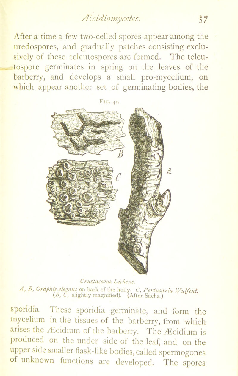 After a time a few two-celled spores appear among the uredospores, and gradually patches consisting exclu- sively of these teleutospores are formed. The teleu- tospore germinates in spring on the leaves of the barberry, and develops a small pro-mycelium, on which appear another set of germinating bodies, the Fig. 4t. Crustaceous Lichens. A, B, Craphis cleoans on bark of the holly. C, Pertnsaria IVul/cni. (B, C, slightly magnified). (After Sachs.) sporidia. These sporidia germinate, and form the mycelium in the tissues of the barberry, from which arises the Afcidiuin of the barberry. The AEcidium is produced on the under side of the leaf, and on the upper side smaller flask-like bodies, called spermogones of unknown functions are developed. The spores