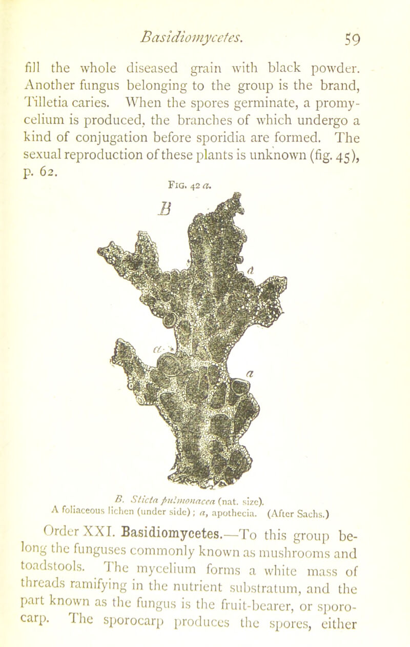 fill the whole diseased grain with black powder. Another fungus belonging to the group is the brand, Tilletia caries. When the spores germinate, a promy- celium is produced, the branches of which undergo a kind of conjugation before sporidia are formed. The sexual reproduction of these plants is unknown (fig. 45), p. 62. Fig. 42 a. Order XXI. Basidiomycetes.—To this group be- long the funguses commonly known as mushrooms and toadstools. The mycelium forms a white mass of threads ramifying in the nutrient substratum, and the part known as the fungus is the fruit-bearer, or sporo- carp. I he sporocarp produces the spores, either