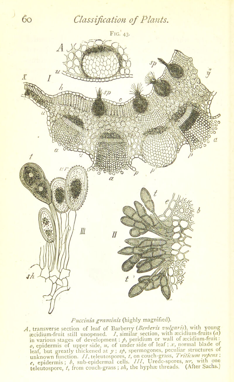 Fig.' 43. Puccinia graminis (highly magnified). A, transverse section of leaf of Barberry (Berbei'is vulgaris), with young aecidium-fruit still unopened. I, similar section, with aecidium-fruits (a) in various stages of development; p, peridium or wall of ajcidium-frmt: o, epidermis of upper side, it, of under side of leaf; x, normal blade of leaf, but greatly thickened at y ; s/>, spermogones, peculiar structures of unknown function. II, teleutospores. /, on couch-grass, Inticuin rcpcns ; e, epidermis; b, sub-epidermal cells. Ill, Urcdc-spores, nr, with one teleutosporc, t, from couch-grass ; sh, the hyphse threads. (After Sachs.)