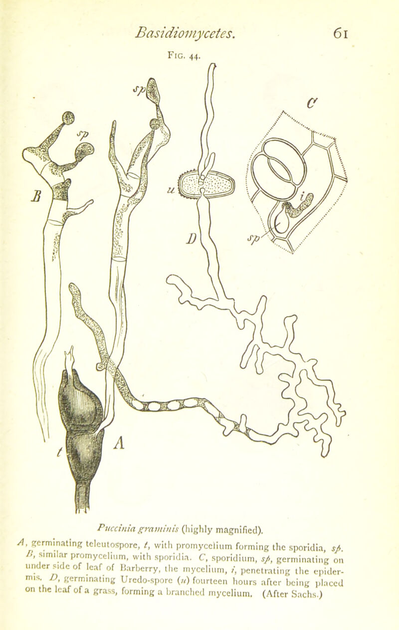 Fig. 44. Pucciniagraminis (highly magnified). A, germinating teleutospore, t, with promycelium forming the sporidia, sfi. IS, similar promycelium, with sporidia. C, sporidium, s/, germinating on under side of leaf of Barberry, the mycelium, t, penetrating the epider- mis Z», germinating Uredo-spore (k) fourteen hours after being placed on the leaf of a grass, forming a branched mycelium, (After Sachs.)