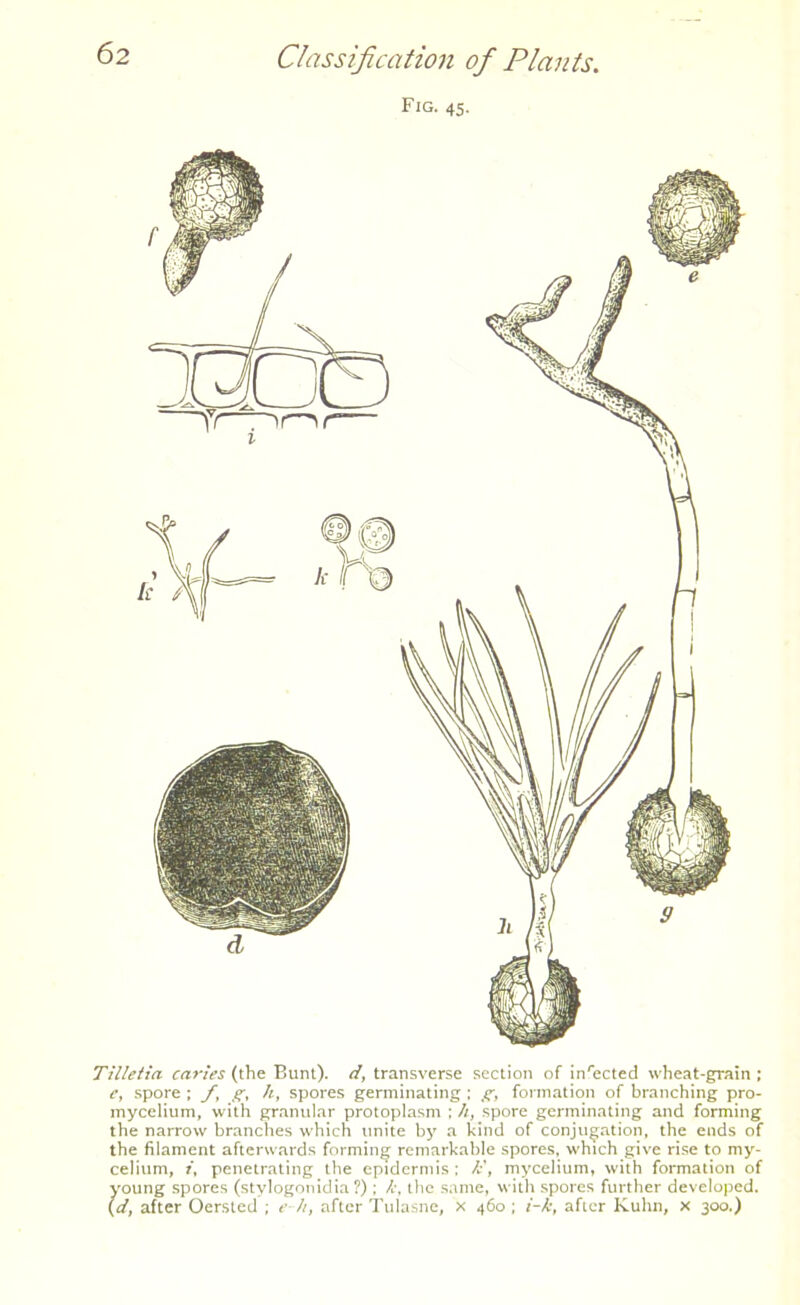 Fig. 45. Tilletia caries (the Bunt), d, transverse section of inrected wheat-grain ; e, spore ; f, g, Si, spores germinating ; g, formation of branching pro- mycelium, with granular protoplasm : h, spore germinating and forming the narrow branches which unite by a kind of conjugation, the ends of the filament afterwards forming remarkable spores, which give rise to my- celium, t, penetrating the epidermis ; Si, mycelium, with formation of young spores (stvlogonidia ?) ; Sc, the same, with spores further developed. (d, after Oersted ; e Si, after Tulasne, x 460 ; i-Sc, after Kuhn, x 300.)