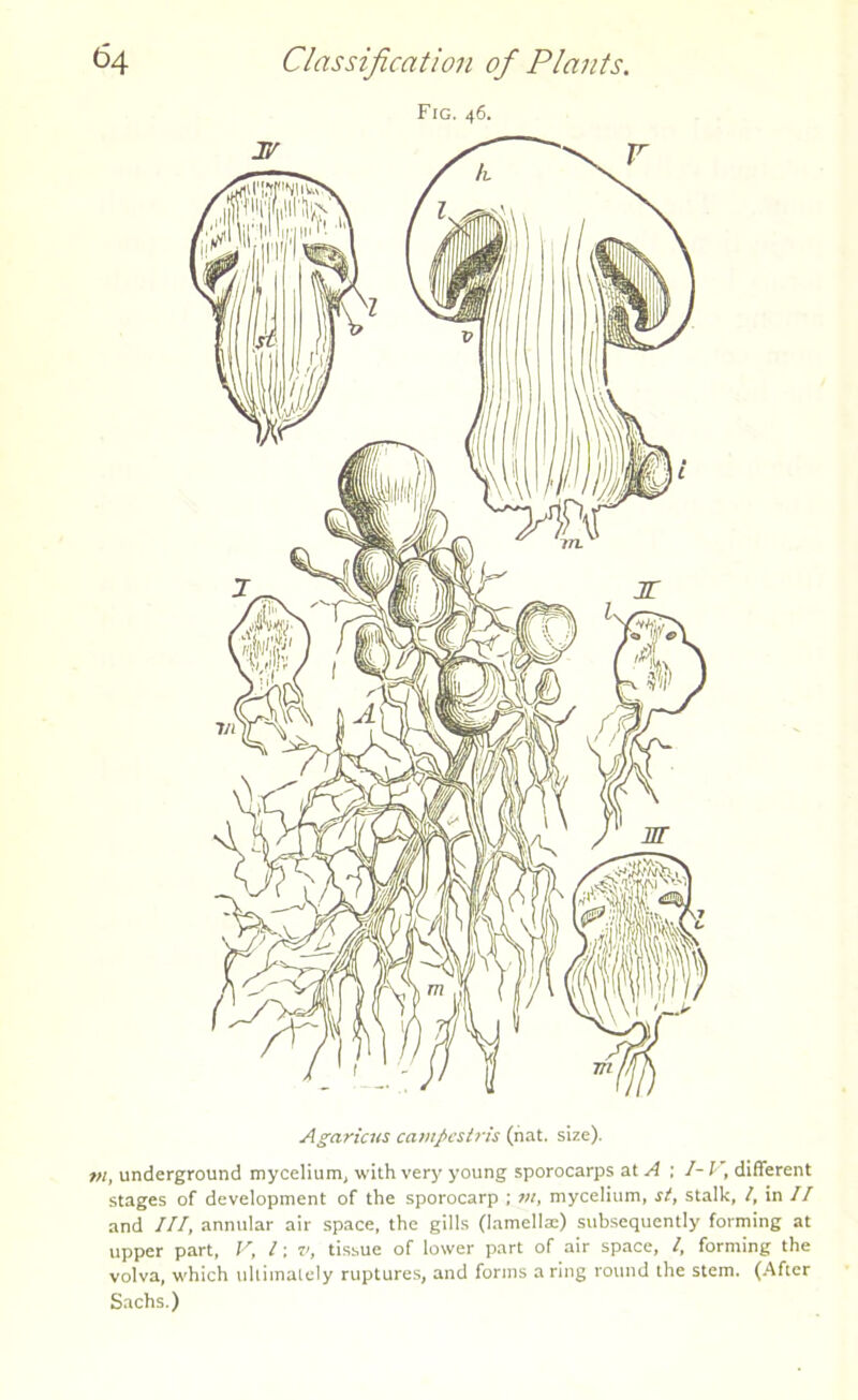 Fig. 46. Agaric its campcstris (hat. size). t>i, underground mycelium, with very young sporocarps at A ; I- V, different stages of development of the sporocarp ; m, mycelium, si, stalk, /, in // and III, annular air space, the gills (lamellae) subsequently forming at upper part, V, l: v, tissue of lower part of air space, /, forming the volva, which ultimately ruptures, and forms a ring round the stem. (After Sachs.)
