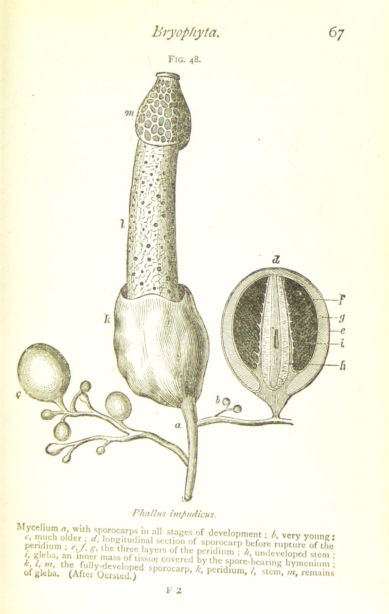 Fig. 48. Phallus impudicus. Mrmuch ,a st.ages of development ; b, very young- pWTdium 1 ^ / mSwT' SeCtV0Tf Sp°™carP before n.ptu^ofthj l, gleba an innfr’ mass of ti ‘S f rfUm 1 h' ndevebPed stem ; k, l, vi, the fnlly-develoned snnrn^^ thc-jP°rebc:ln,,S hymcnium ; of gleba. (After Oersted!) PorocarP. h, pcndium, l, stem, vt, remains