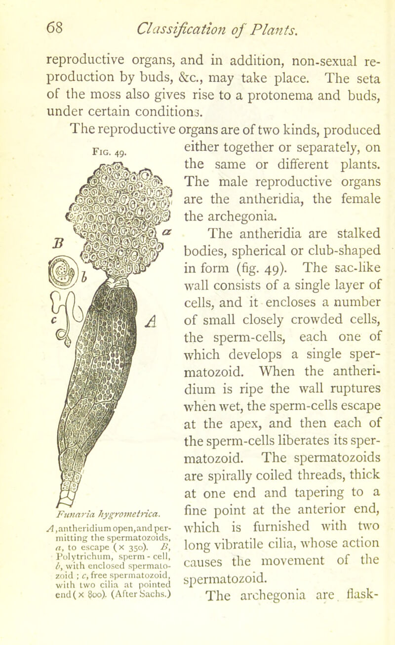 reproductive organs, and in addition, non-sexual re- production by buds, &c., may take place. The seta of the moss also gives rise to a protonema and buds, under certain conditions. The reproductive organs are of two kinds, produced either together or separately, on the same or different plants. The male reproductive organs are the antheridia, the female the archegonia. The antheridia are stalked bodies, spherical or club-shaped in form (fig. 49). The sac-like wall consists of a single layer of cells, and it encloses a number of small closely crowded cells, the sperm-cells, each one of which develops a single sper- matozoid. When the antheri- dium is ripe the wall ruptures when wet, the sperm-cells escape at the apex, and then each of the sperm-cells liberates its sper- matozoid. The spermatozoids are spirally coiled threads, thick at one end and tapering to a fine point at the anterior end, which is furnished with two long vibratile cilia, whose action causes the movement of the spermatozoid. The archegonia are flask- Funaria hygrometrica. A ,antheridium open,and per- mitting the spermatozoids, a, to escape (x 350). B, Polytrichum, sperm-cell, h, with enclosed spermato- zoid ; c, free spermatozoid, with two cilia at pointed end(x 800). (After Sachs.)